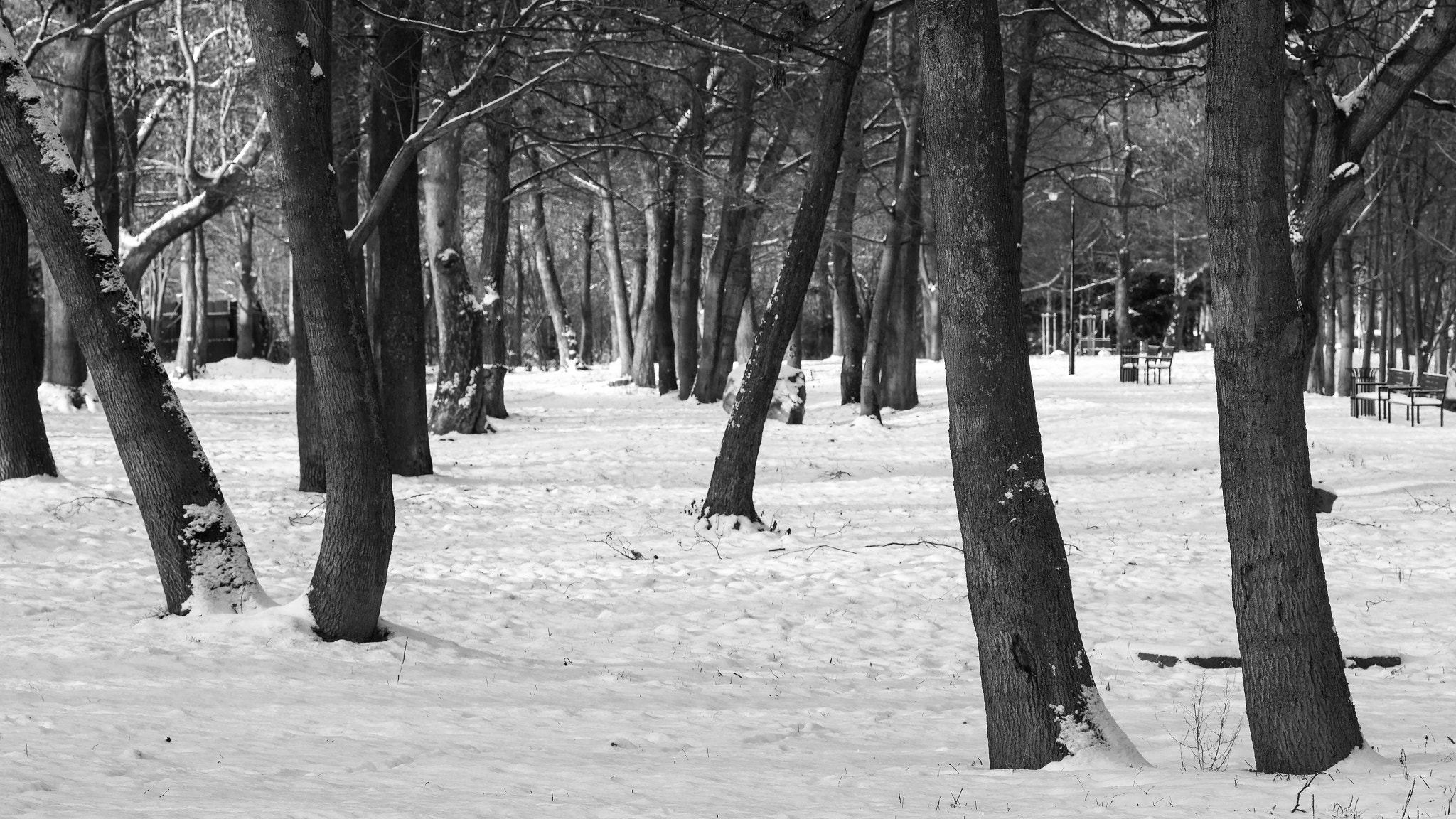 Sony SLT-A58 + Minolta AF 100mm F2.8 Macro [New] sample photo. Tree shadow photography