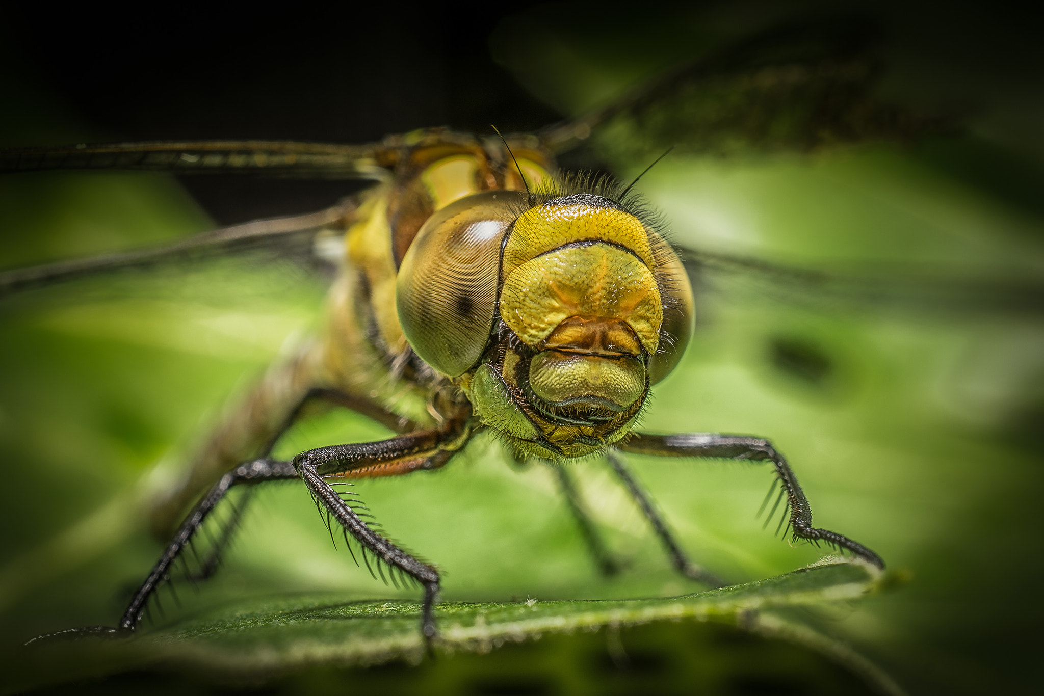 Sony a7R + Sony E 30mm F3.5 Macro sample photo. Insect eyes 2 photography