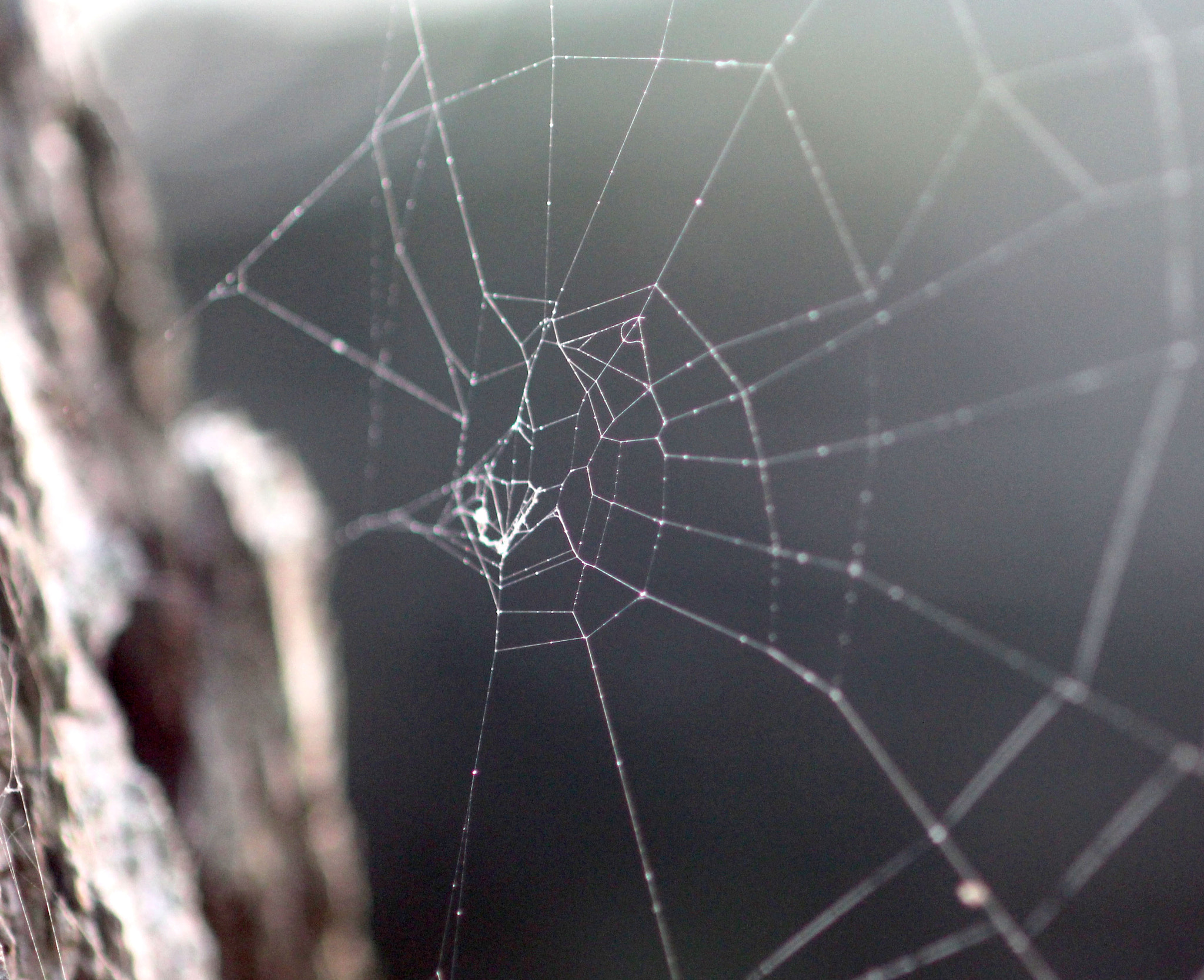 Canon EF 100mm F2.8 Macro USM sample photo. Macro spiderweb photography