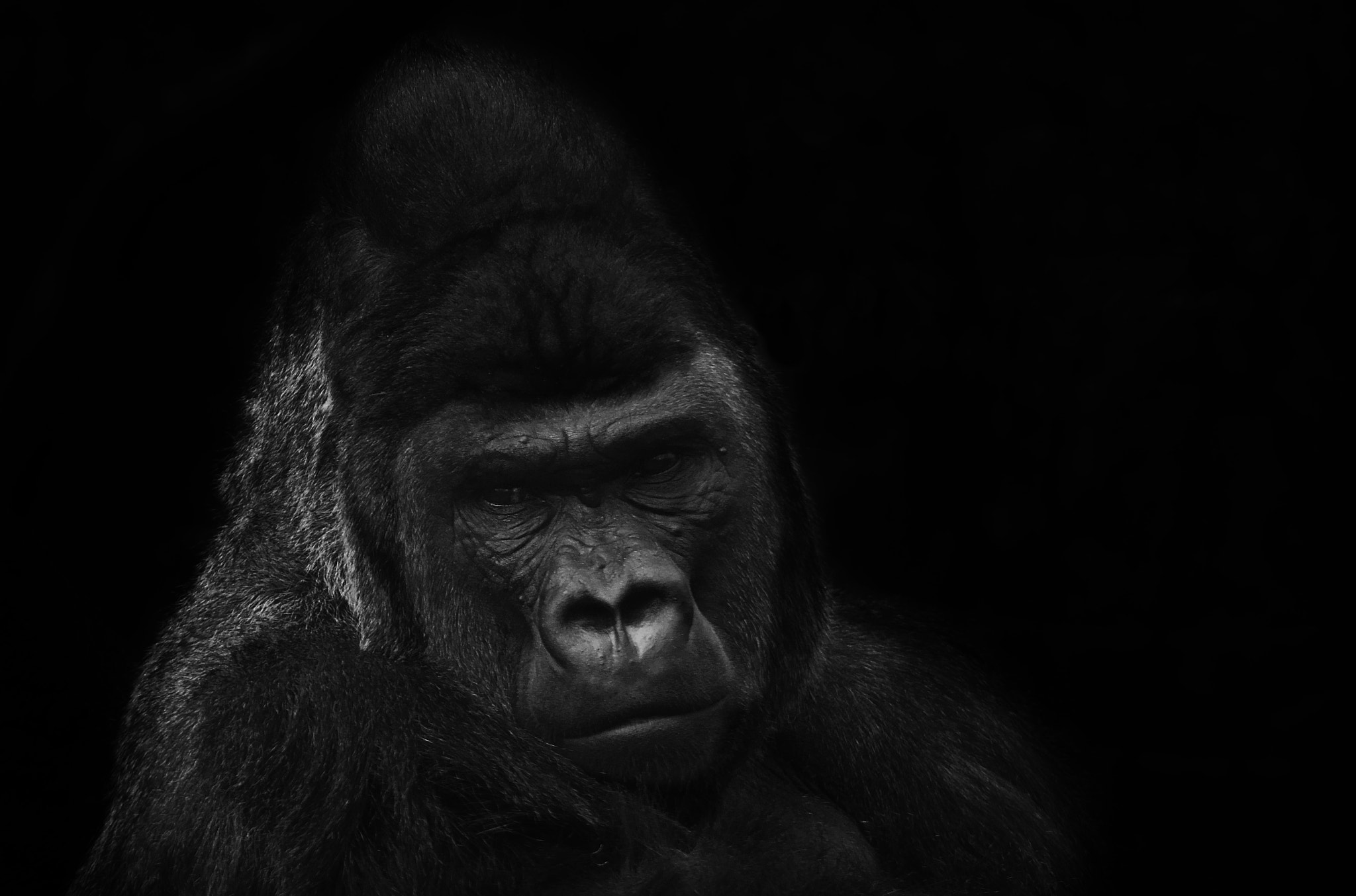Sony 70-300mm F4.5-5.6 G SSM sample photo. Gorilla silverback photography