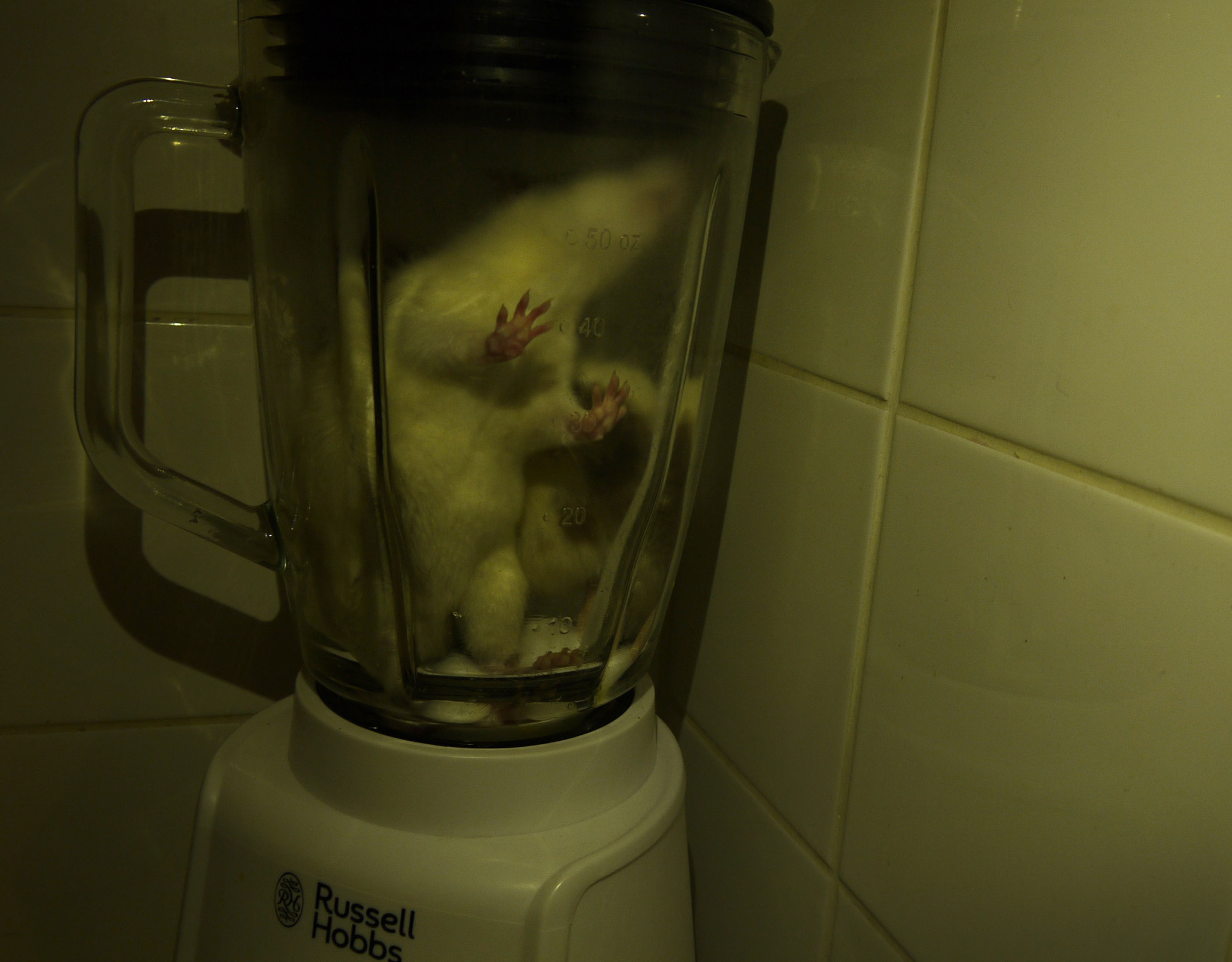 Panasonic Lumix DMC-GF1 sample photo. Rodent soup photography