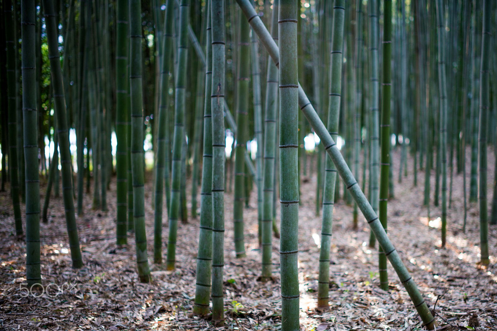 Minolta AF 50mm F1.4 [New] sample photo. Kyoto bamboo forest photography