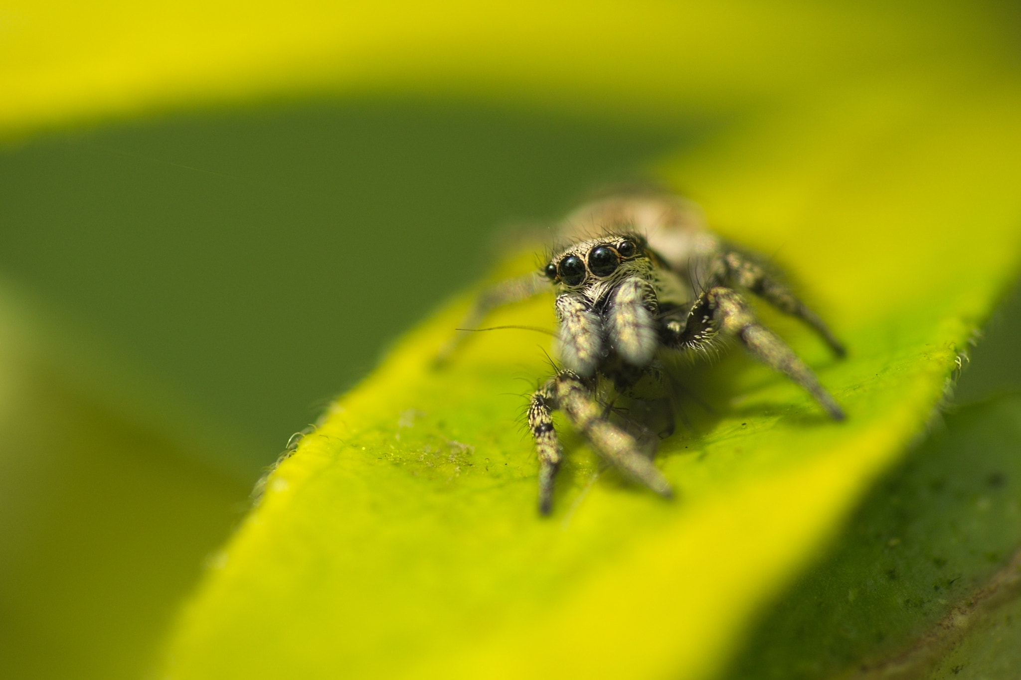 Sony SLT-A37 + Sigma 70-300mm F4-5.6 DL Macro sample photo. Playful eyes photography