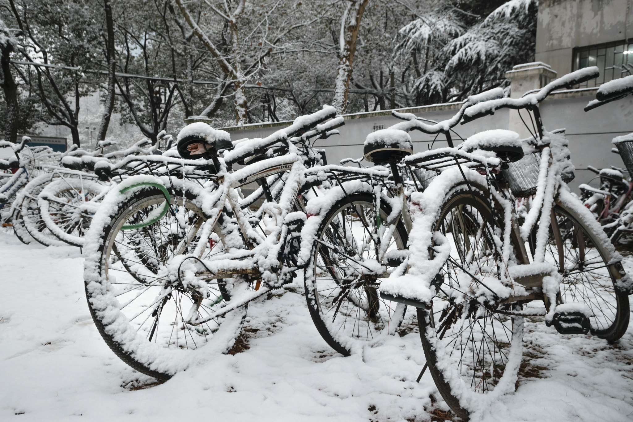 Nikon D5300 + Nikon AF-S DX Nikkor 17-55mm F2.8G ED-IF sample photo. The first snow in 2016 photography