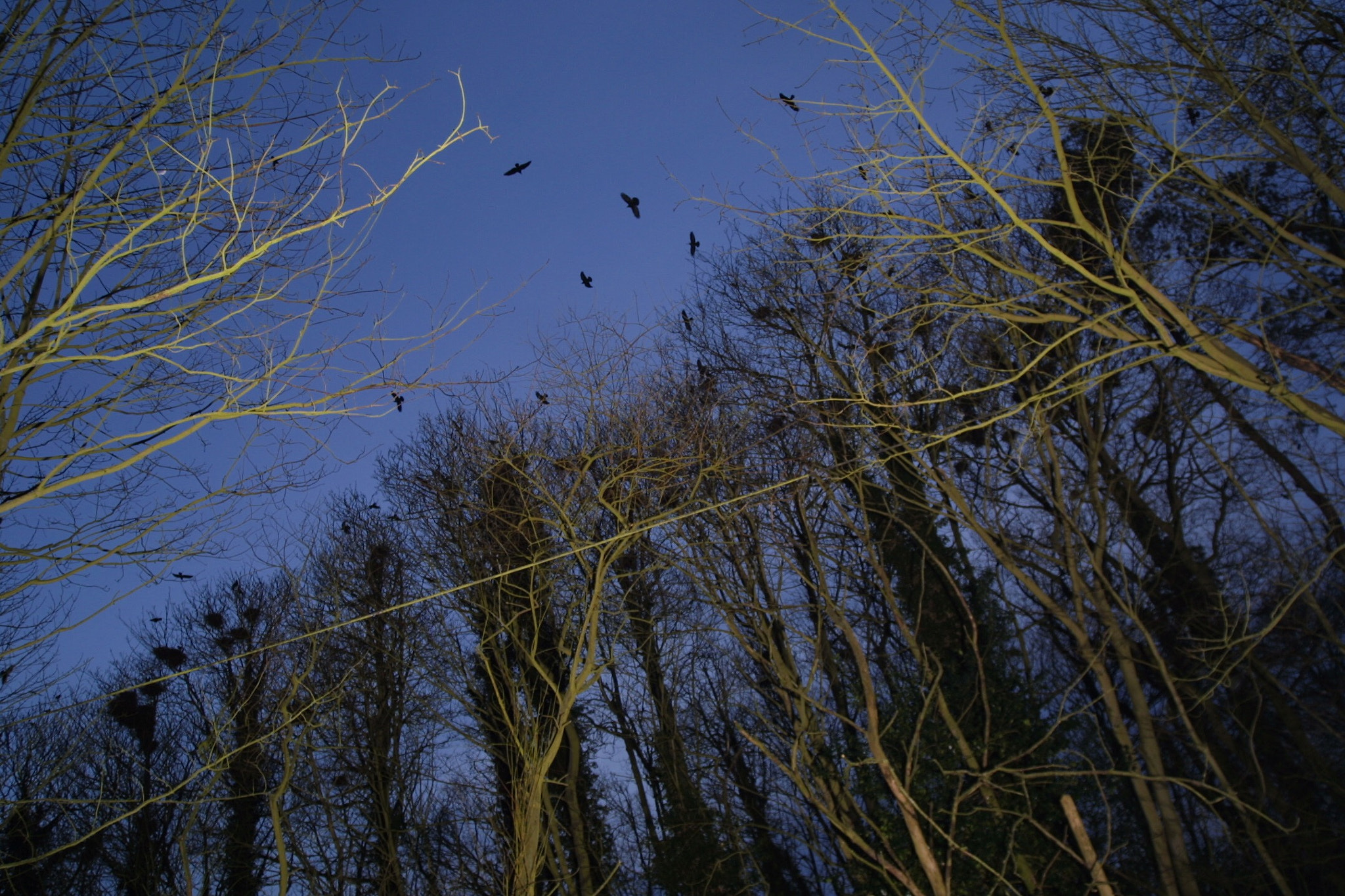 Canon EOS D30 sample photo. Rooks nesting at hackney bottom near hampstead norreys berkshire uk photography