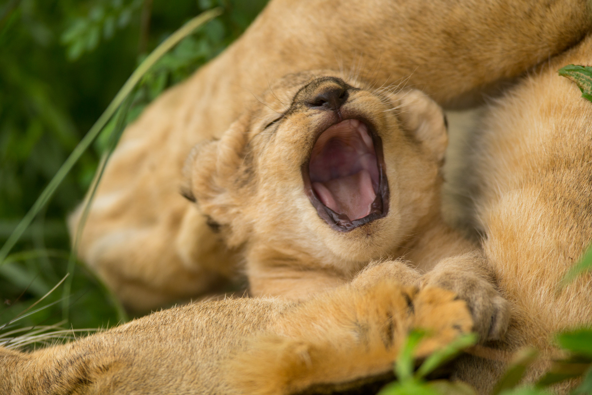 Canon EOS-1D X + Canon EF 600mm F4L IS USM sample photo. Toothless photography