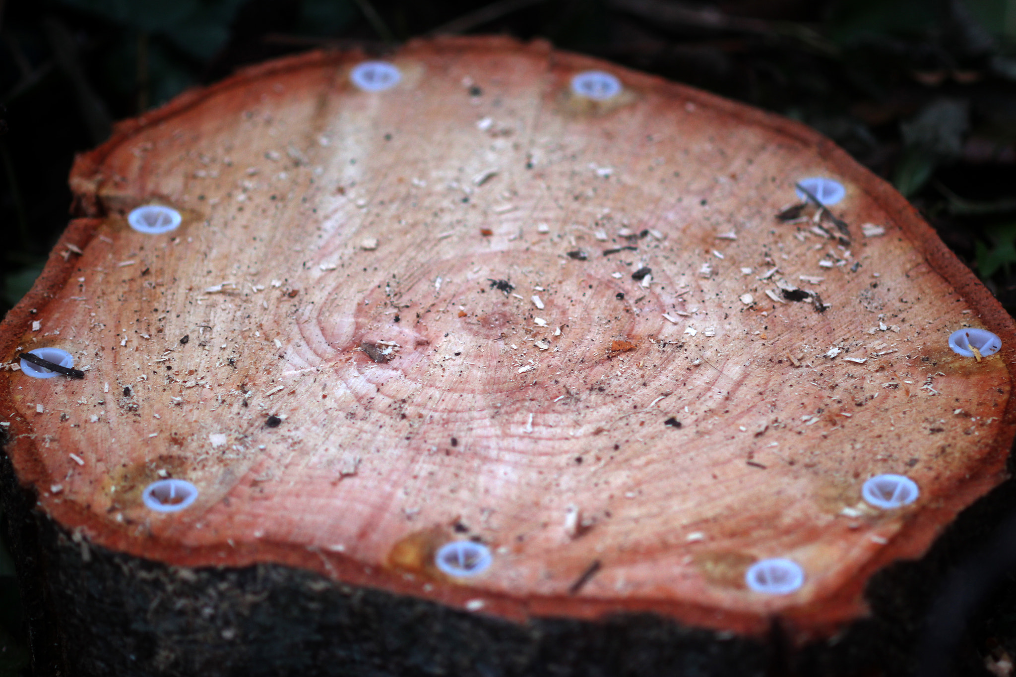 Canon EF 100mm F2.8 Macro USM sample photo. Tree stump photography