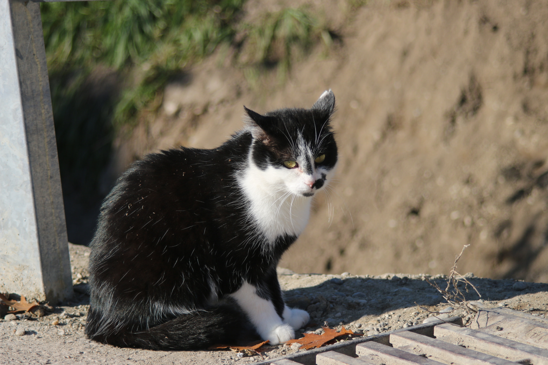 Canon EF 35-135mm f/4-5.6 USM sample photo