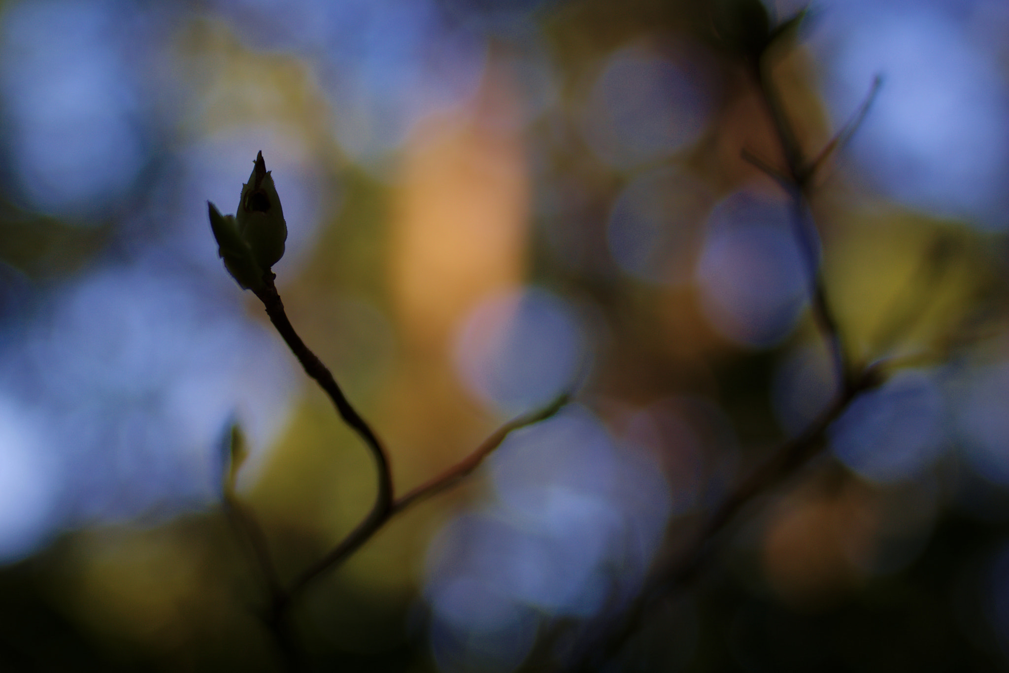 Manual Lens No CPU sample photo. Dsc_8970.jpg photography