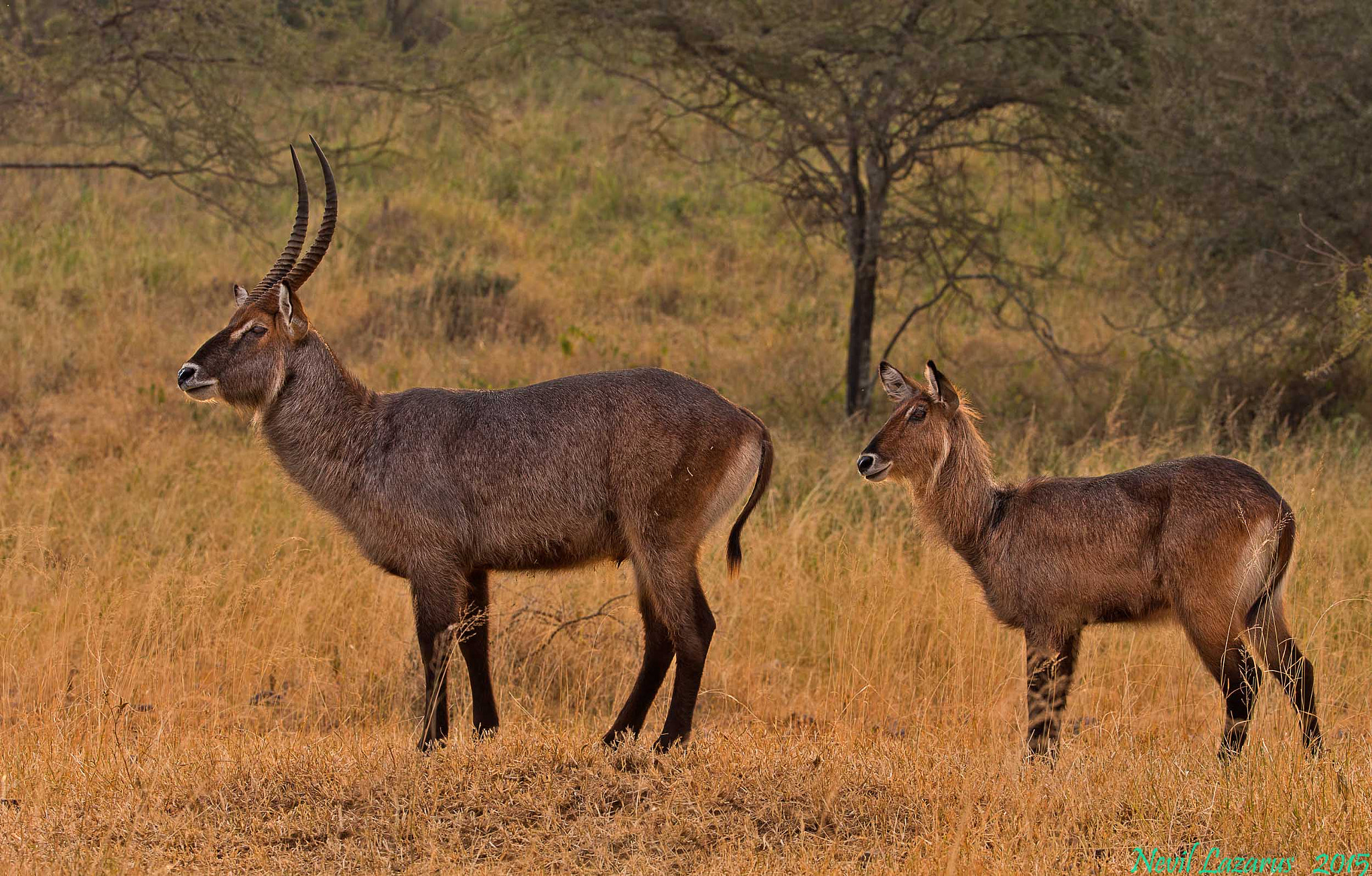 Canon EF 200-400mm F4L IS USM Extender 1.4x sample photo. Defassa waterbuck photography