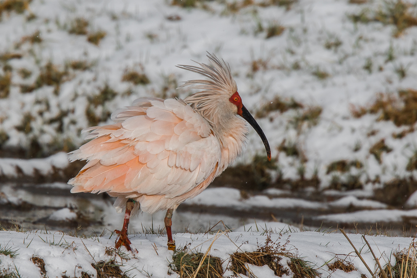 Canon EOS 7D Mark II + Canon EF 400mm F4.0 DO IS USM sample photo. Stand on end!!!(japanese crested ibis) photography