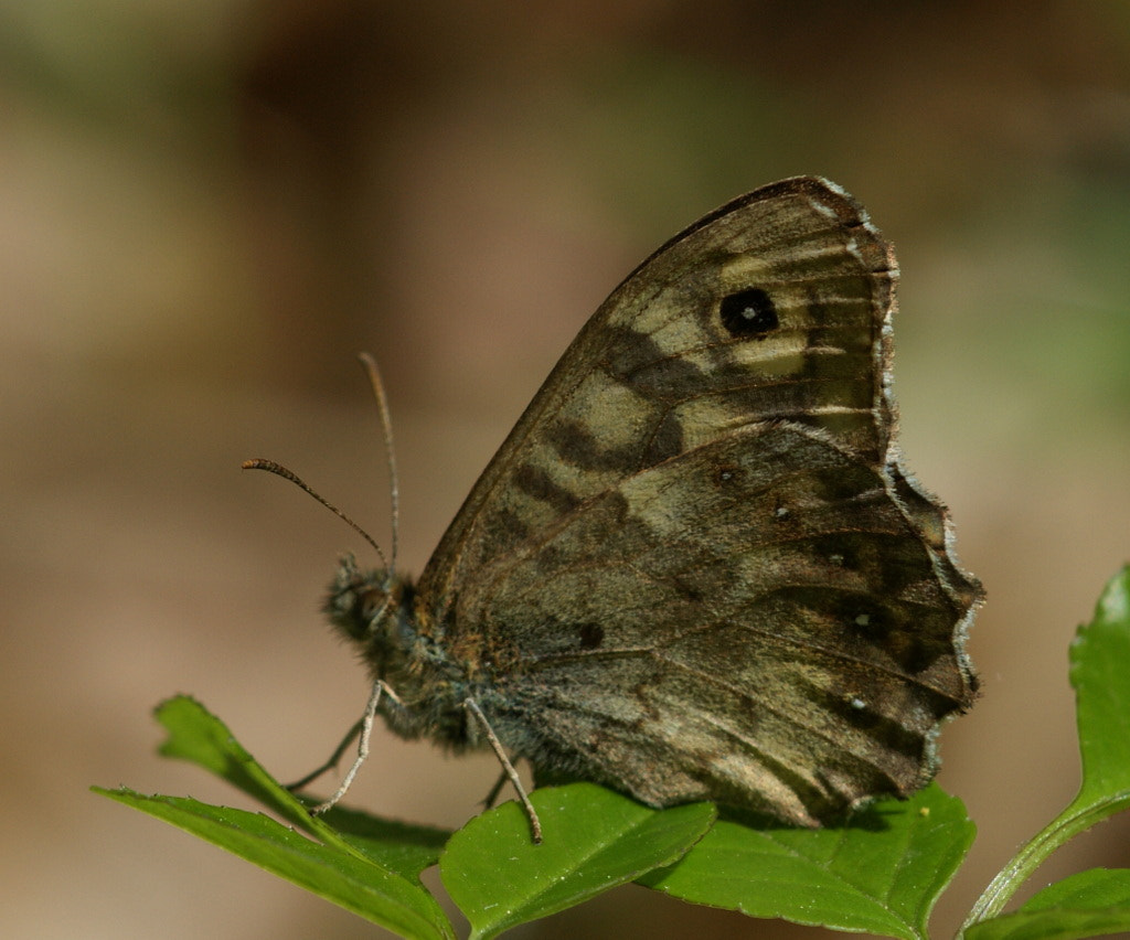 Sony Alpha DSLR-A350 + Sony 100mm F2.8 Macro sample photo. Pararge aegeria (karanlık orman esmeri) photography