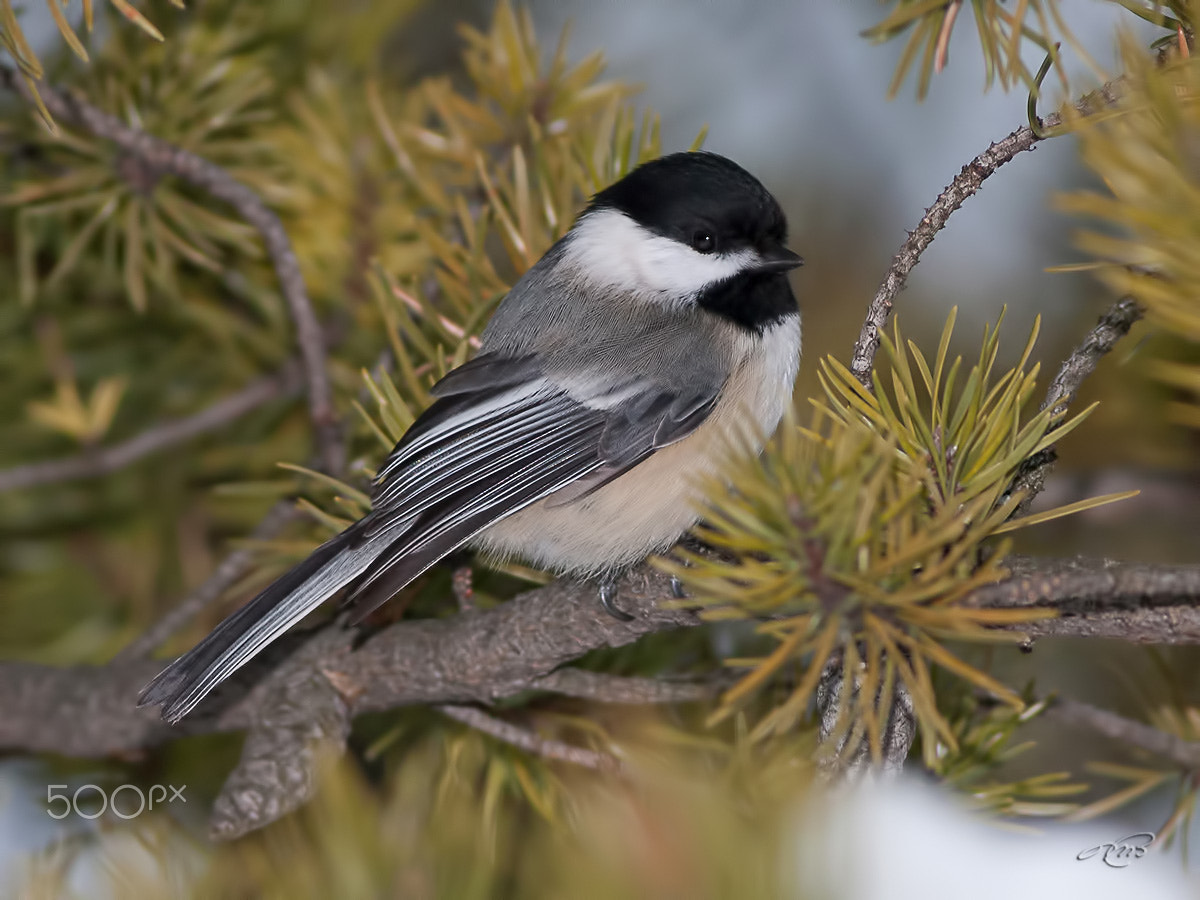 Canon EOS 40D + Canon EF 400mm F5.6L USM sample photo. Black-capped chickadee photography