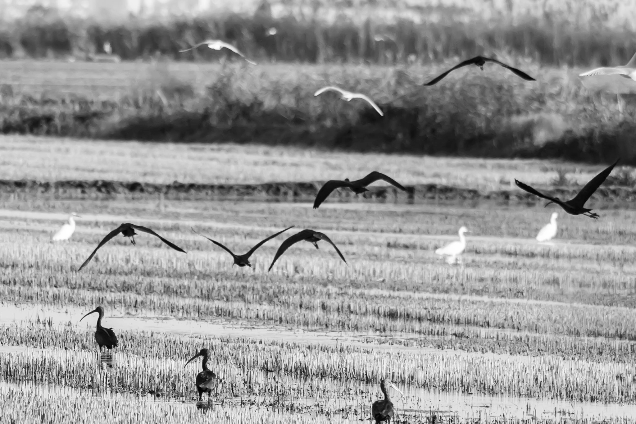Sigma 150-500mm F5-6.3 DG OS HSM sample photo. En vuelo photography