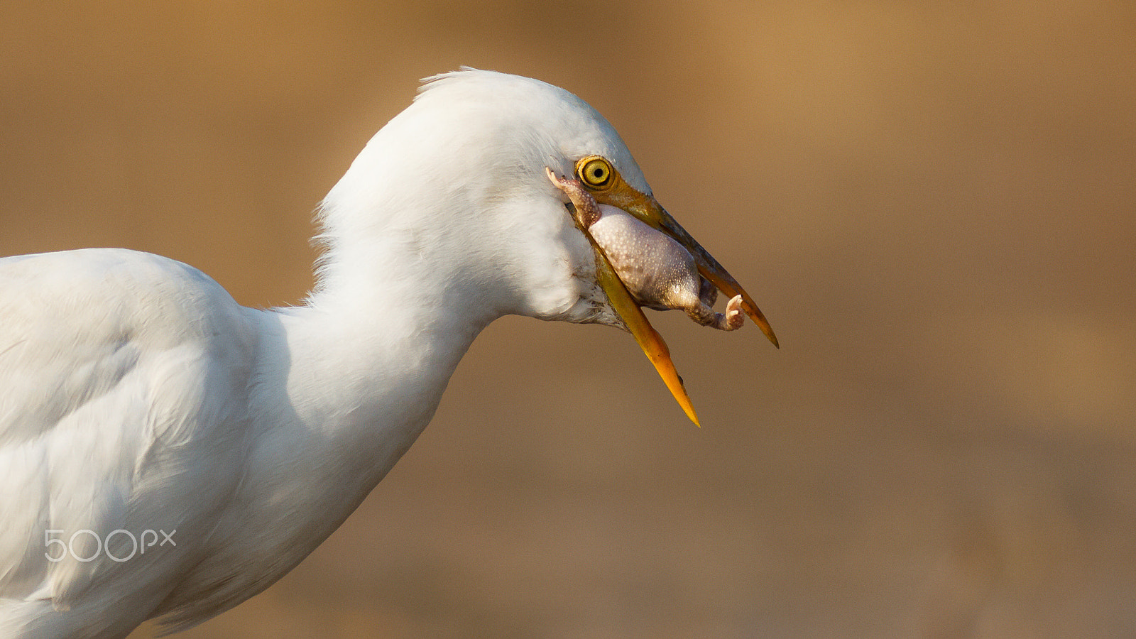Canon EOS-1D Mark IV + Canon EF 400mm F5.6L USM sample photo. Stuck photography