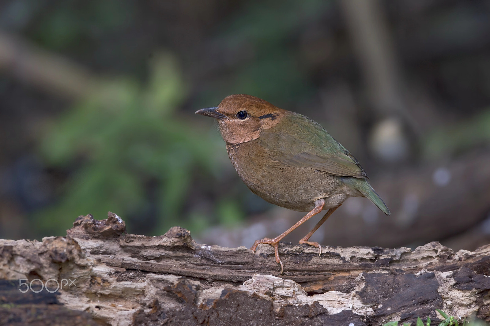 Nikon D4 sample photo. Rusty-naped pitta (m) photography