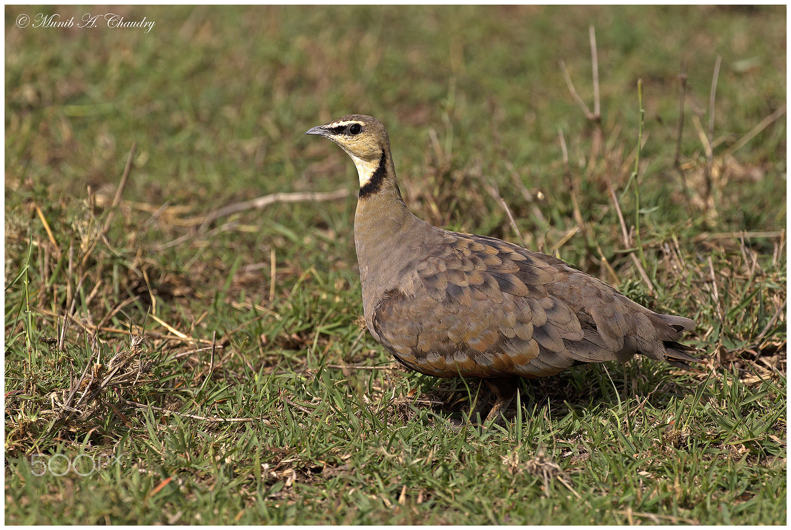 Canon EOS-1D Mark IV + Canon EF 200-400mm F4L IS USM Extender 1.4x sample photo. The feeding grouse! photography