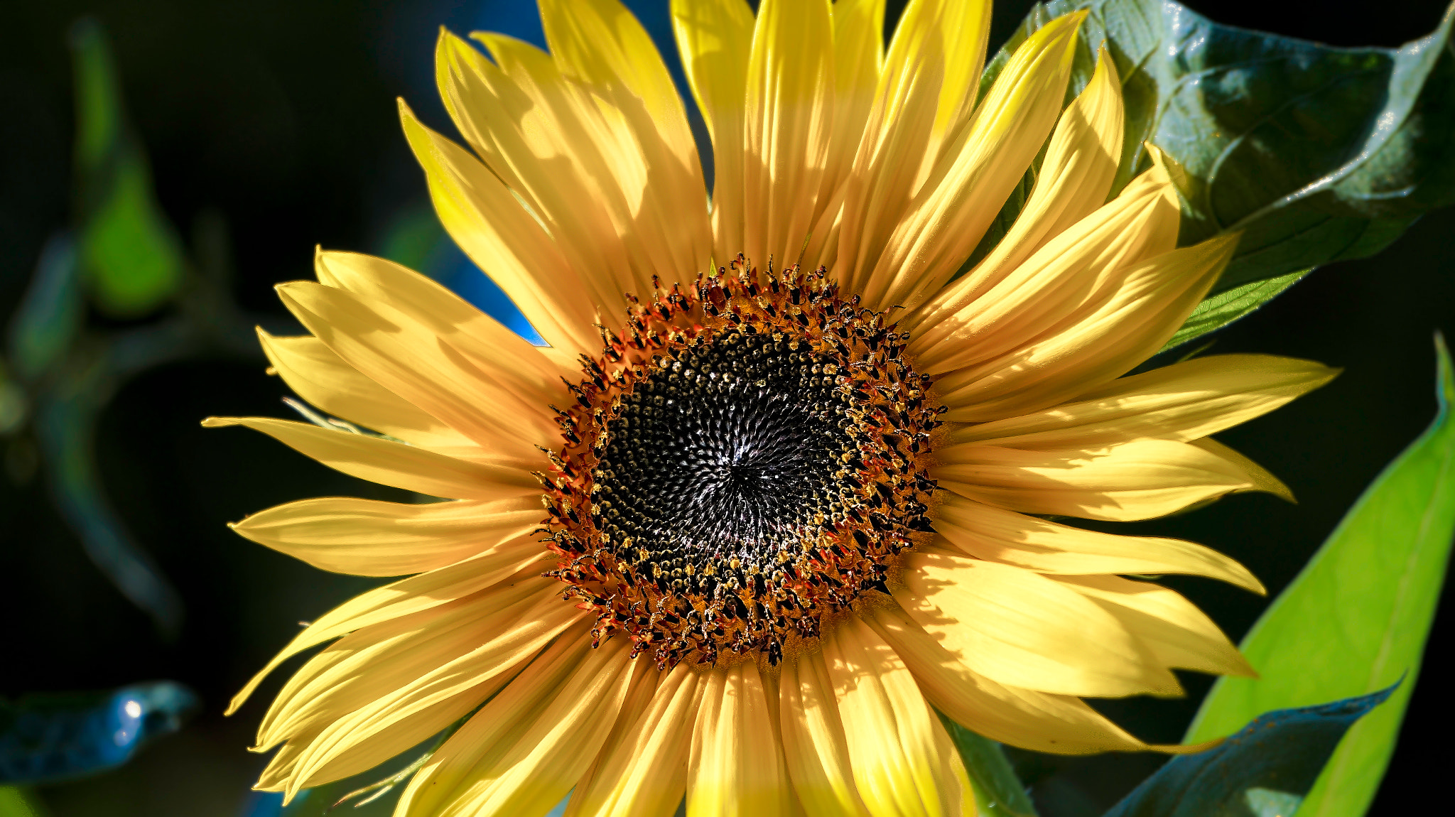 Sony Alpha a3000 sample photo. The sunshine of my life feeling-art.com photography
