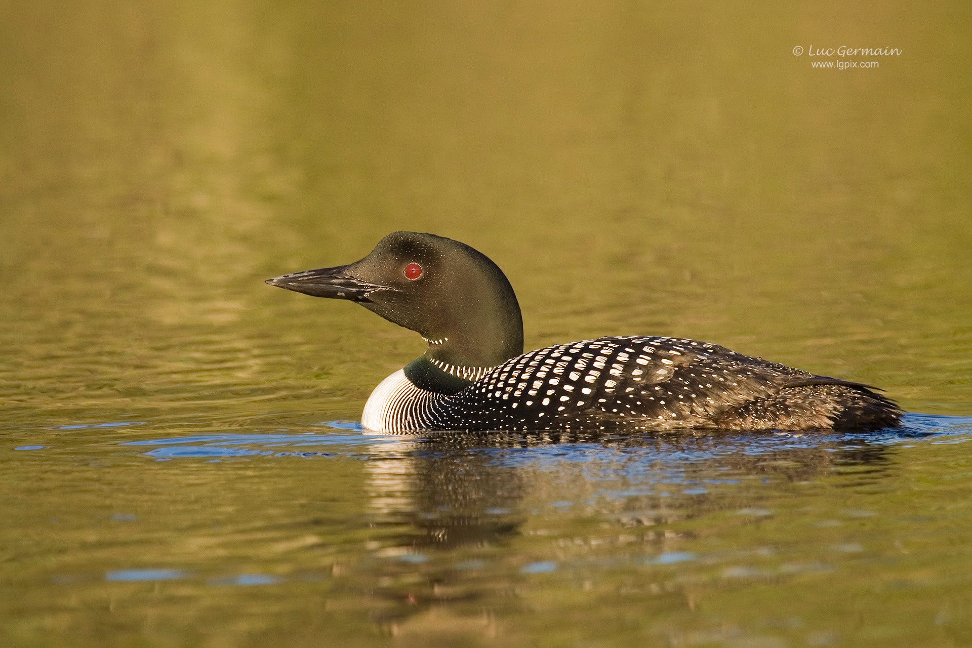 Canon EOS 30D + Canon EF 100-400mm F4.5-5.6L IS USM sample photo. Common loon photography