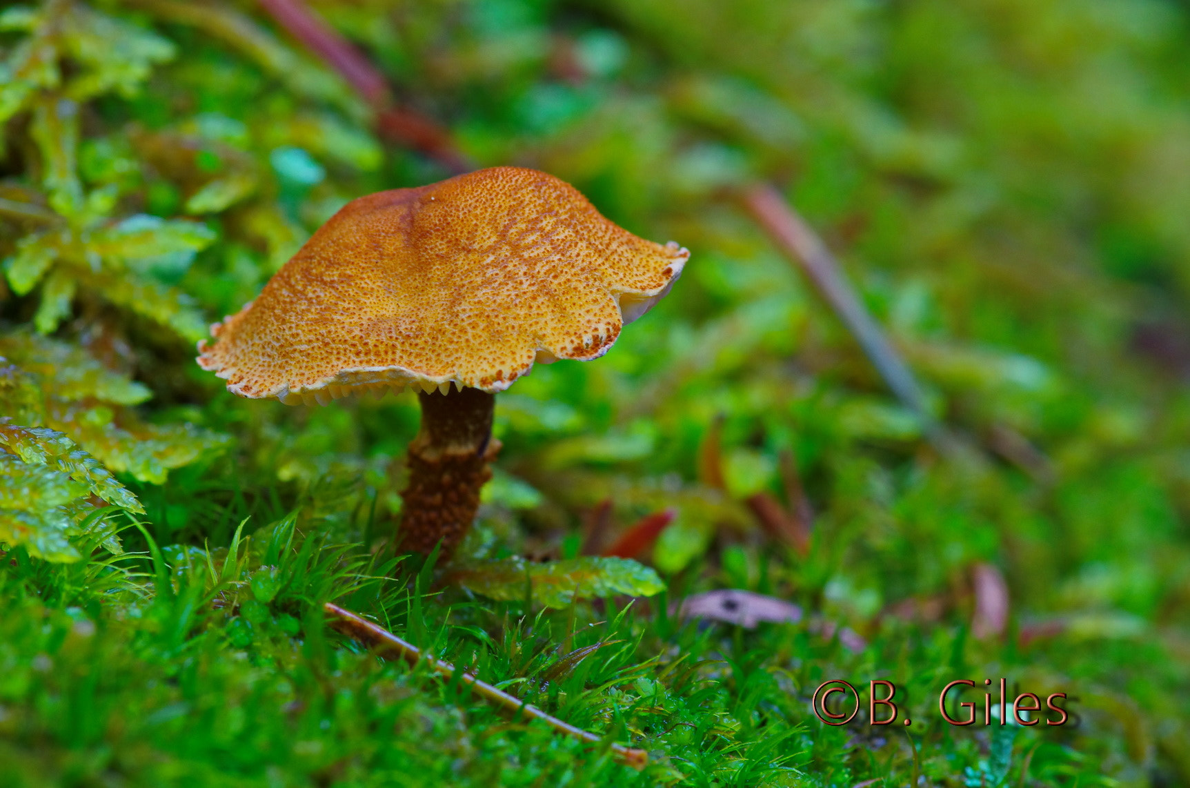 Pentax K-5 IIs sample photo. Exploring the forest floor photography
