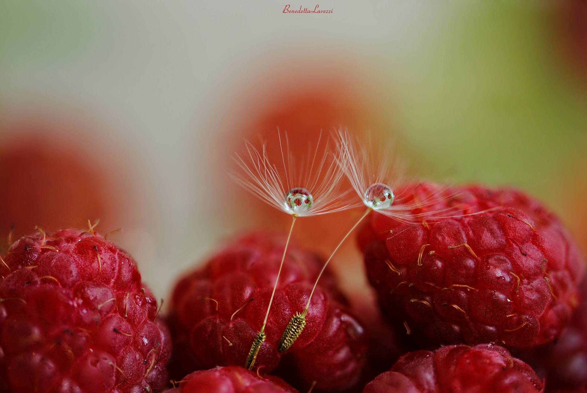 Sigma 105mm F2.8 EX DG OS HSM sample photo. Love is in the air photography