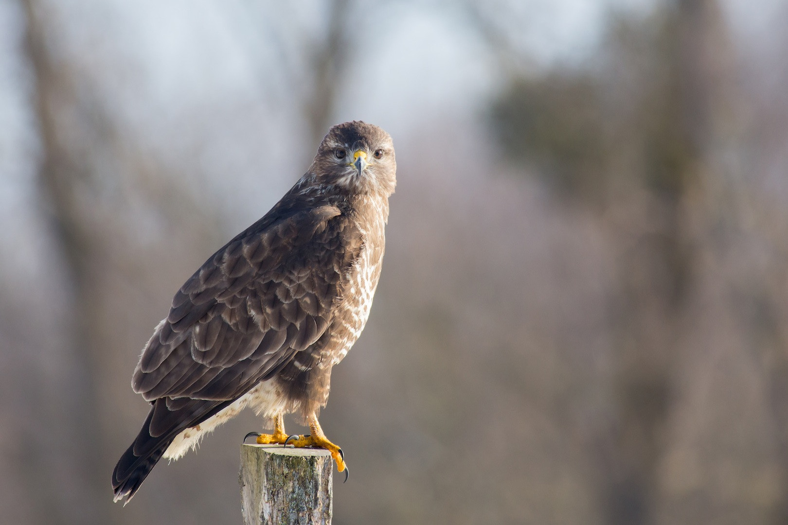 Canon EF 400mm F5.6L USM sample photo. Waiting buzzard photography