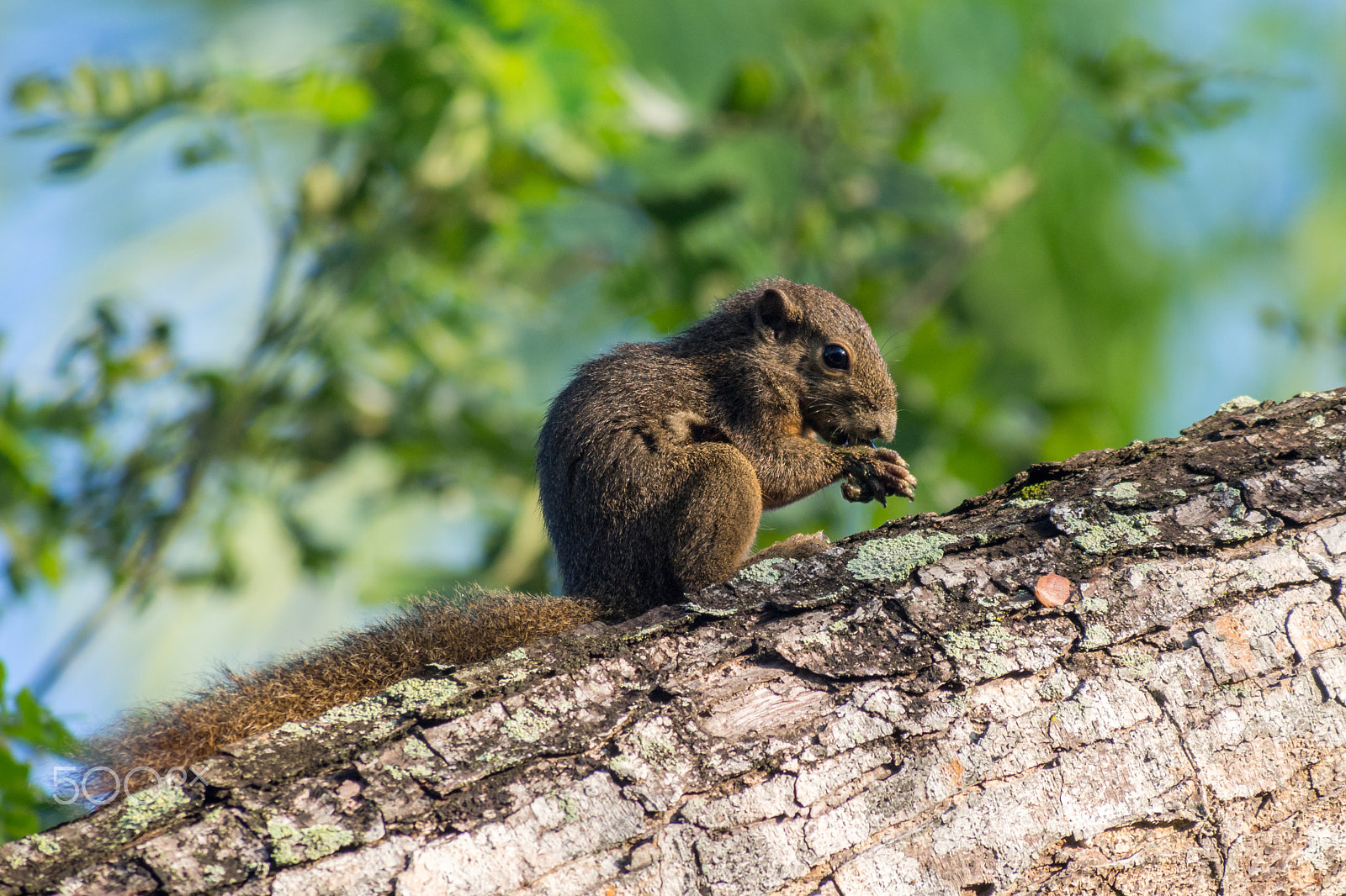 Olympus OM-D E-M5 sample photo. Plantain squirrel nibbling on grub photography