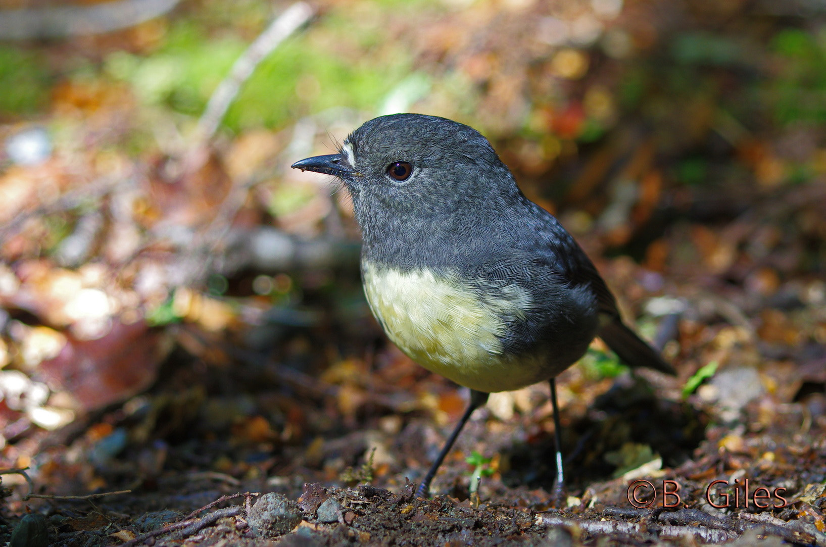 Pentax K-5 IIs sample photo. New zealand robin photography