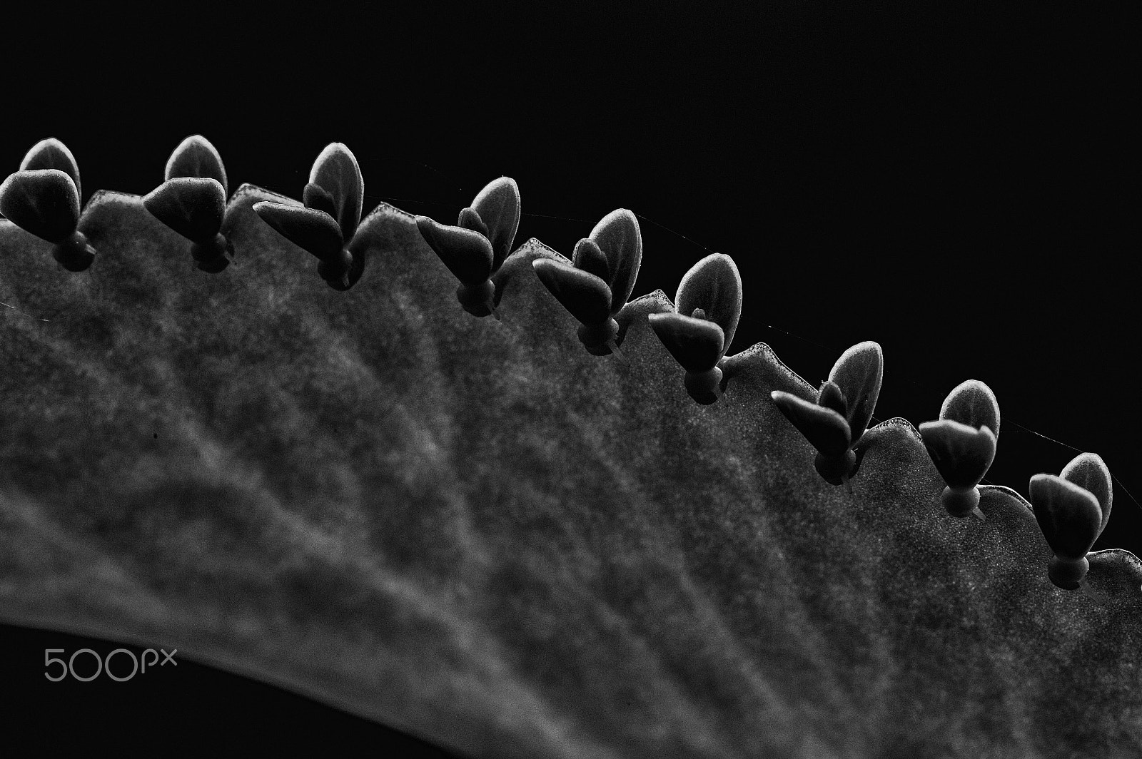 Tamron SP AF 90mm F2.8 Di Macro sample photo. New born photography