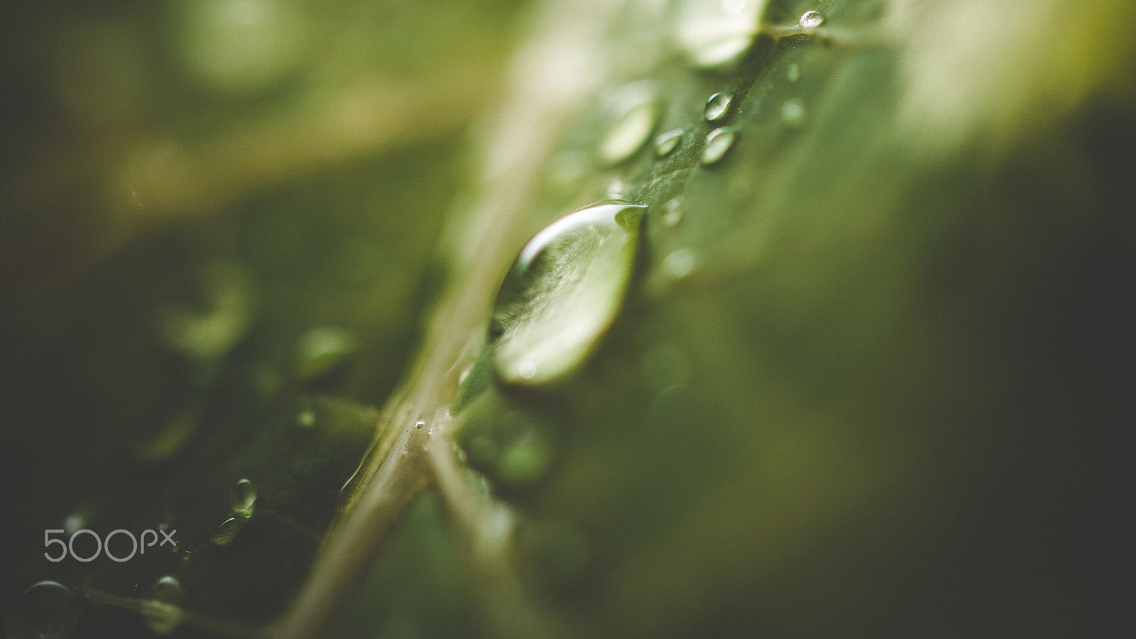 Nikon AF-S DX Micro Nikkor 40mm F2.8 sample photo. A misty morning photography