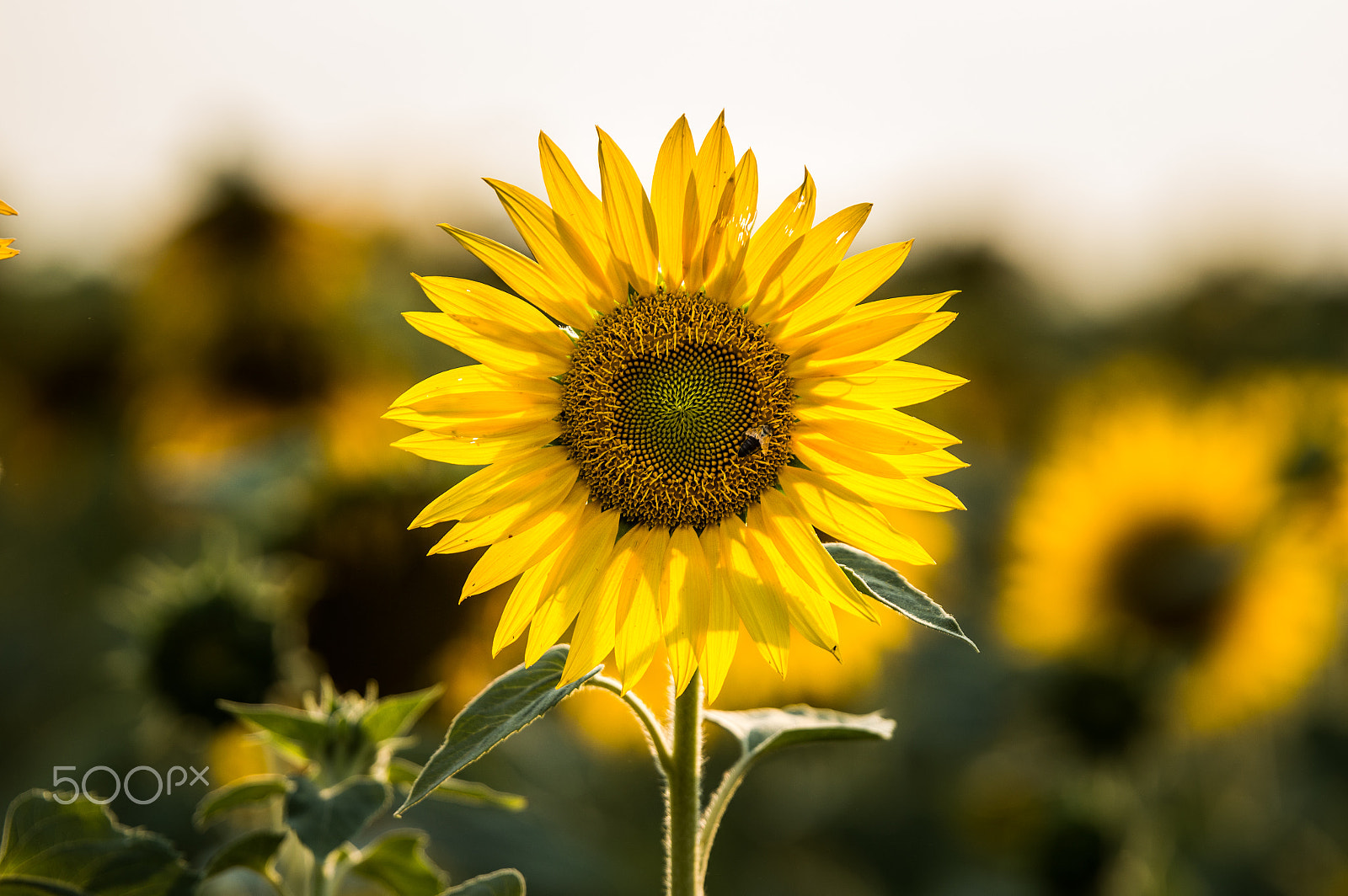 Nikon AF-S Nikkor 70-200mm F2.8G ED VR II sample photo. Sunflower photography