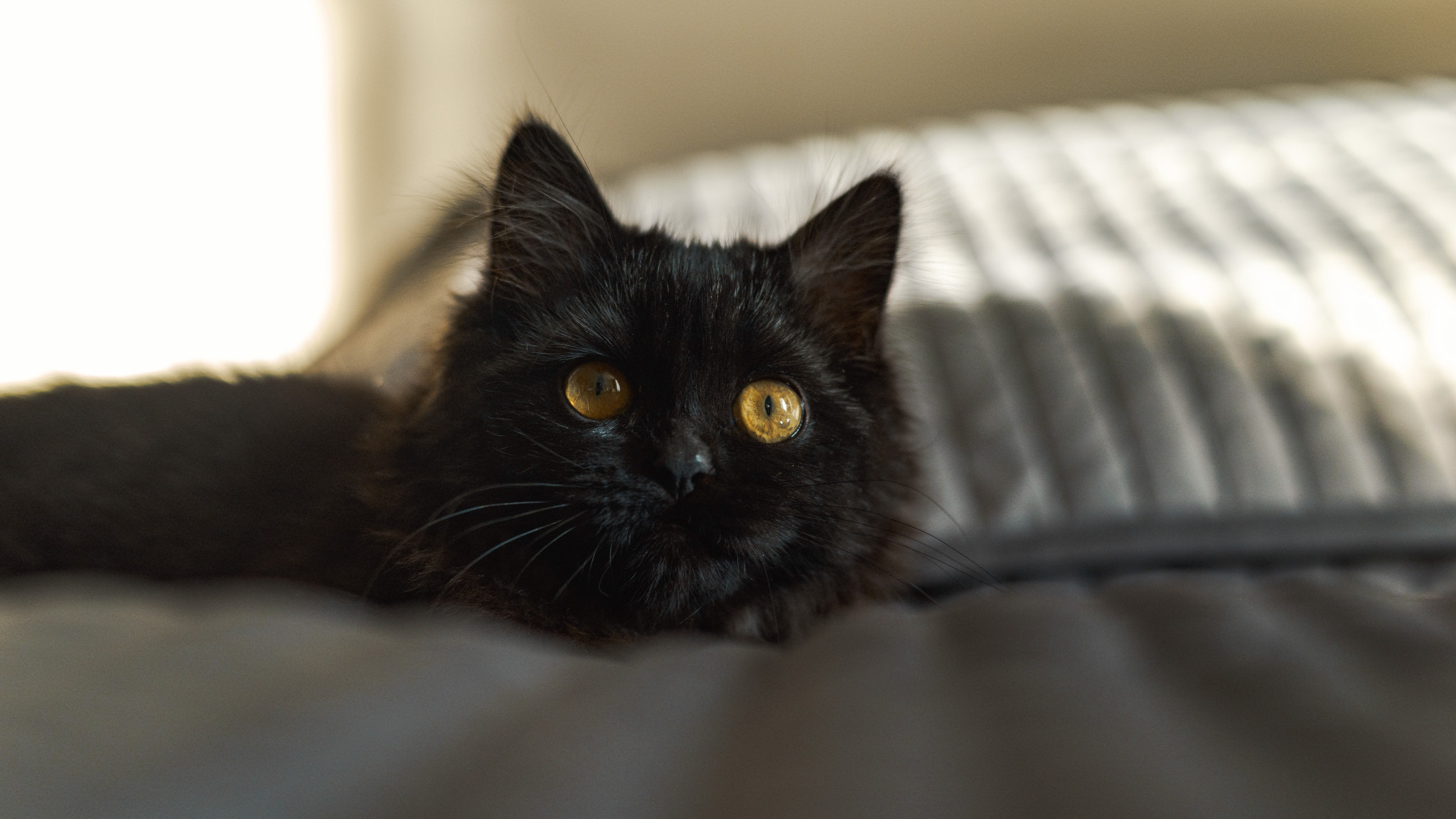 Sony a7 II + Sony 50mm F1.4 sample photo. Wayward friend photography