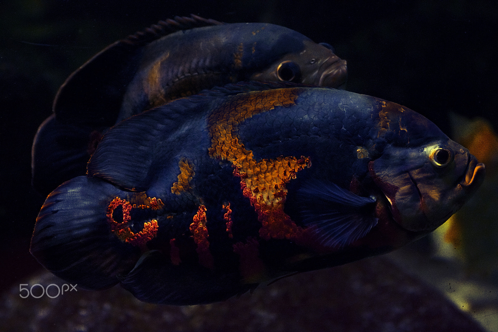 Canon EF 28-135mm F3.5-5.6 IS USM sample photo. Fishie photography