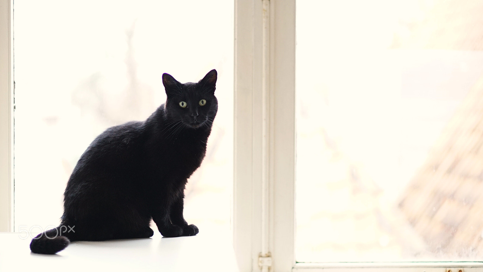 Sony E 50mm F1.8 OSS sample photo. Cat in front of the window photography