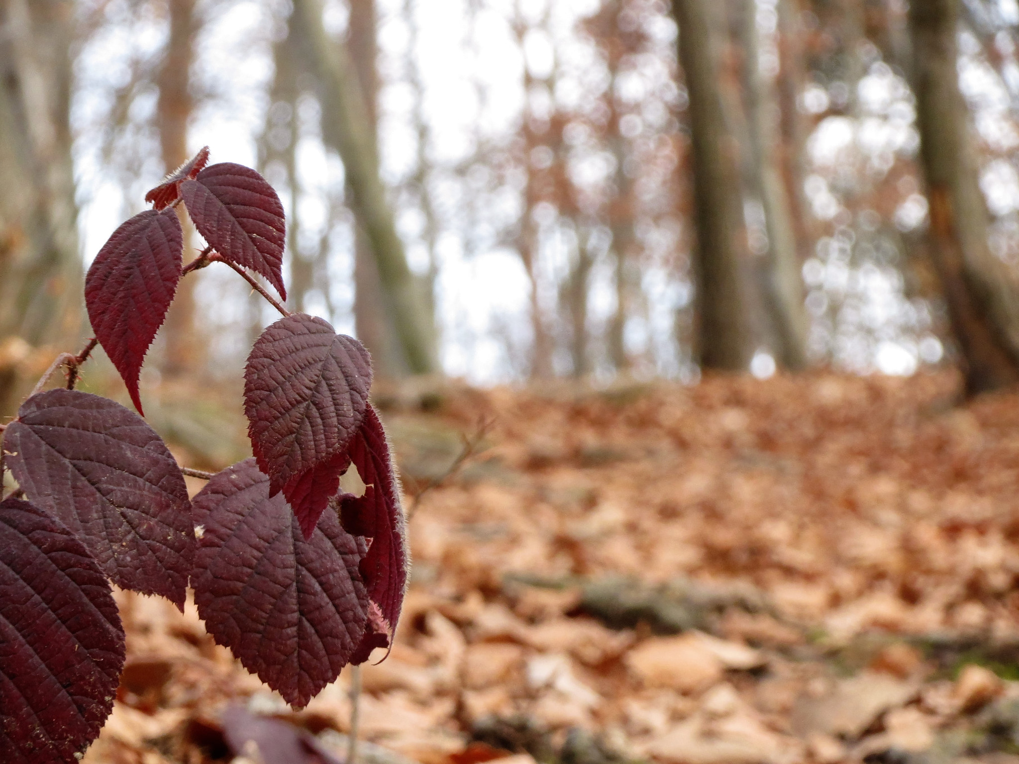 Canon PowerShot ELPH 520 HS (IXUS 500 HS / IXY 3) sample photo. Fall in winter... photography