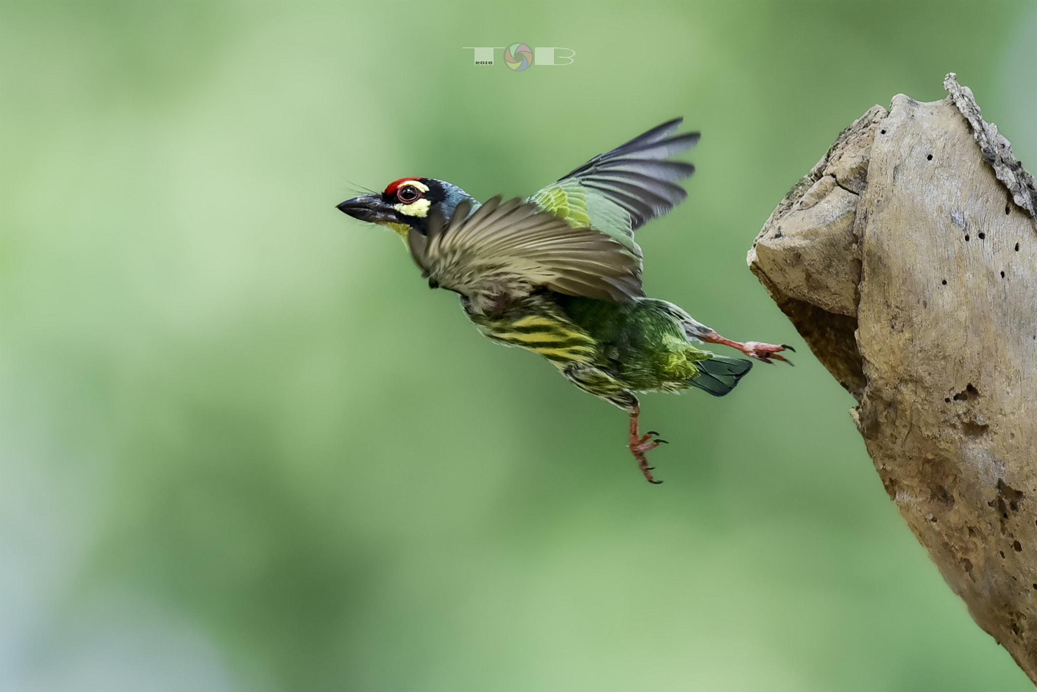 Nikon AF-S Nikkor 600mm F4D ED-IF II sample photo. Coppersmith barbet * photography
