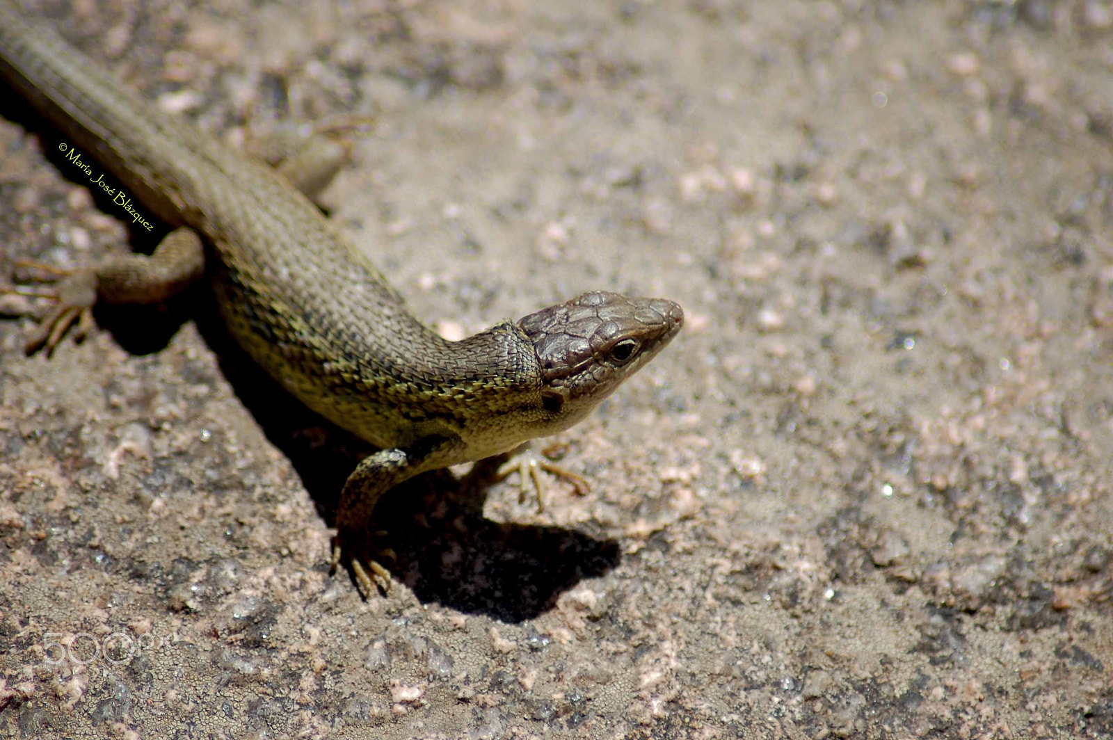Nikon D40 sample photo. Sunbathing photography