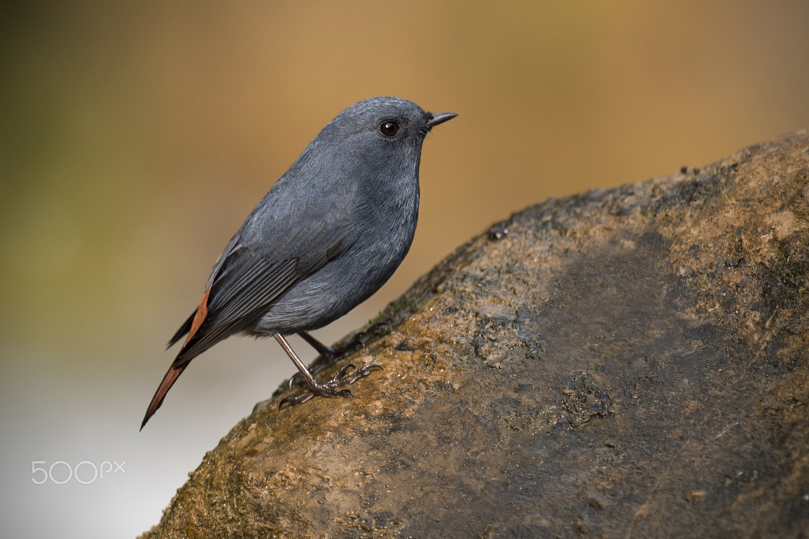 Nikon D750 + Nikon AF-S Nikkor 600mm F4G ED VR sample photo. Playful plumbeous redstart photography