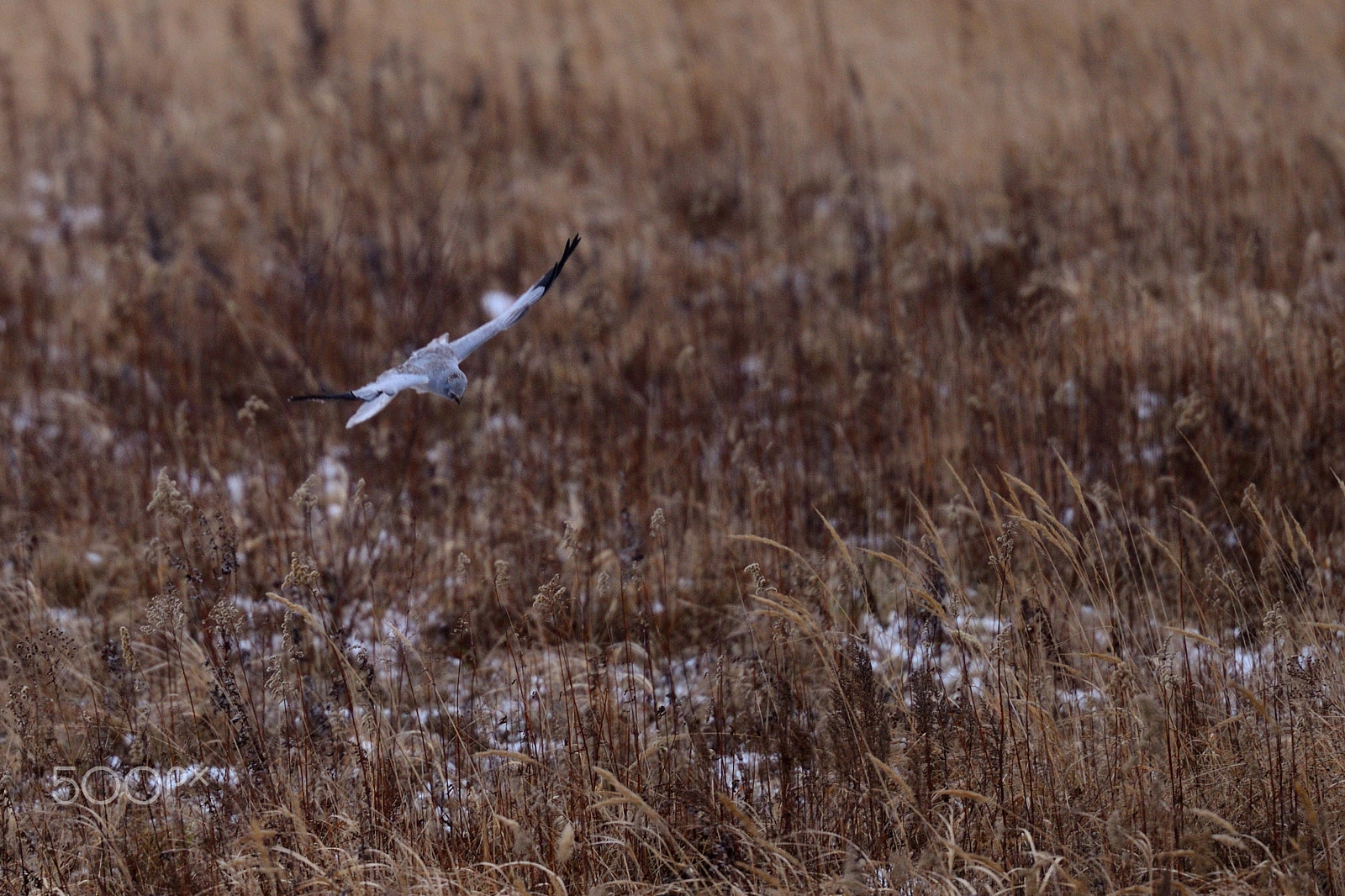 AF-I Nikkor 500mm f/4D IF-ED sample photo. Hunt dance photography