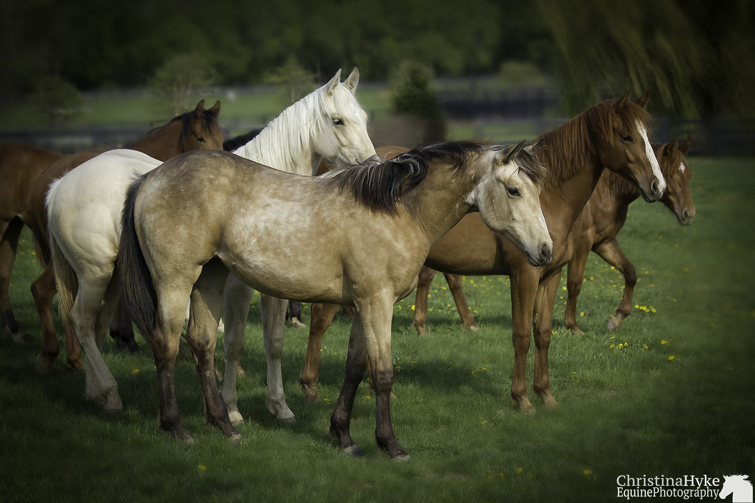 Canon EF 70-300mm F4-5.6 IS USM sample photo. Yearlings photography