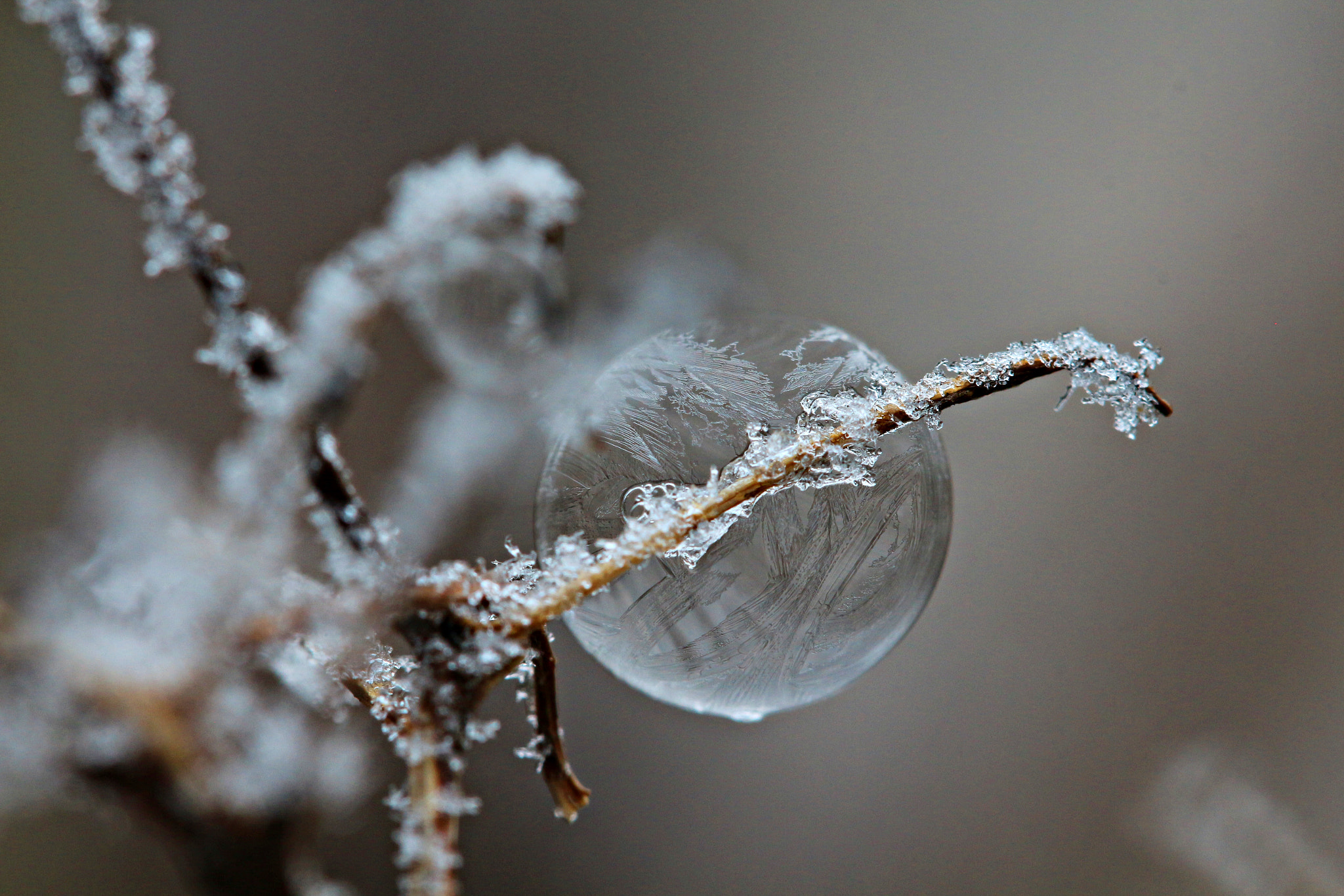 Canon EF 100mm F2.8 Macro USM sample photo. Frozen bubble photography
