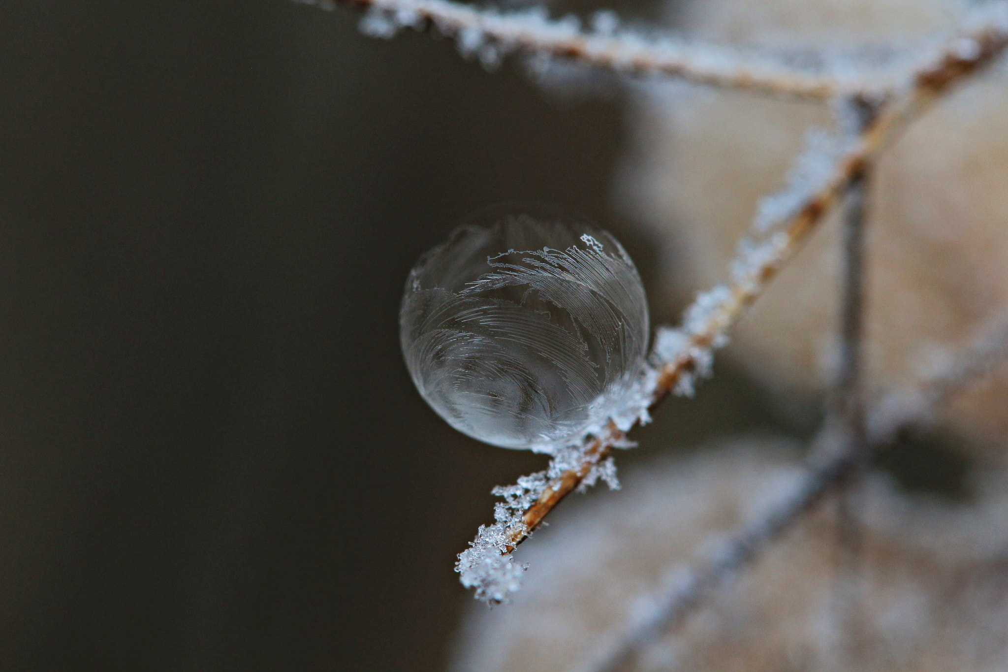 Canon EF 100mm F2.8 Macro USM sample photo. Frozen bubble photography