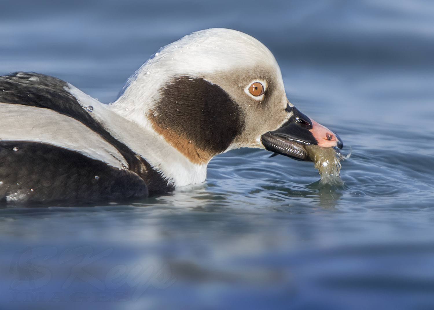 Nikon D7200 + Sigma 500mm F4.5 EX DG HSM sample photo. Finding sigmund (long-tailed duck) photography