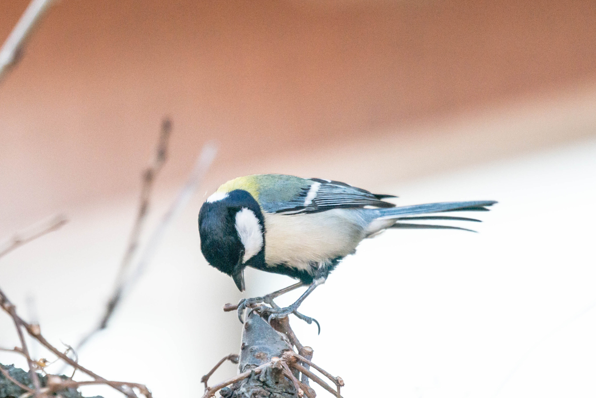 Nikon Nikkor AF-S 300mm F4E PF ED VR sample photo. Great tit photography