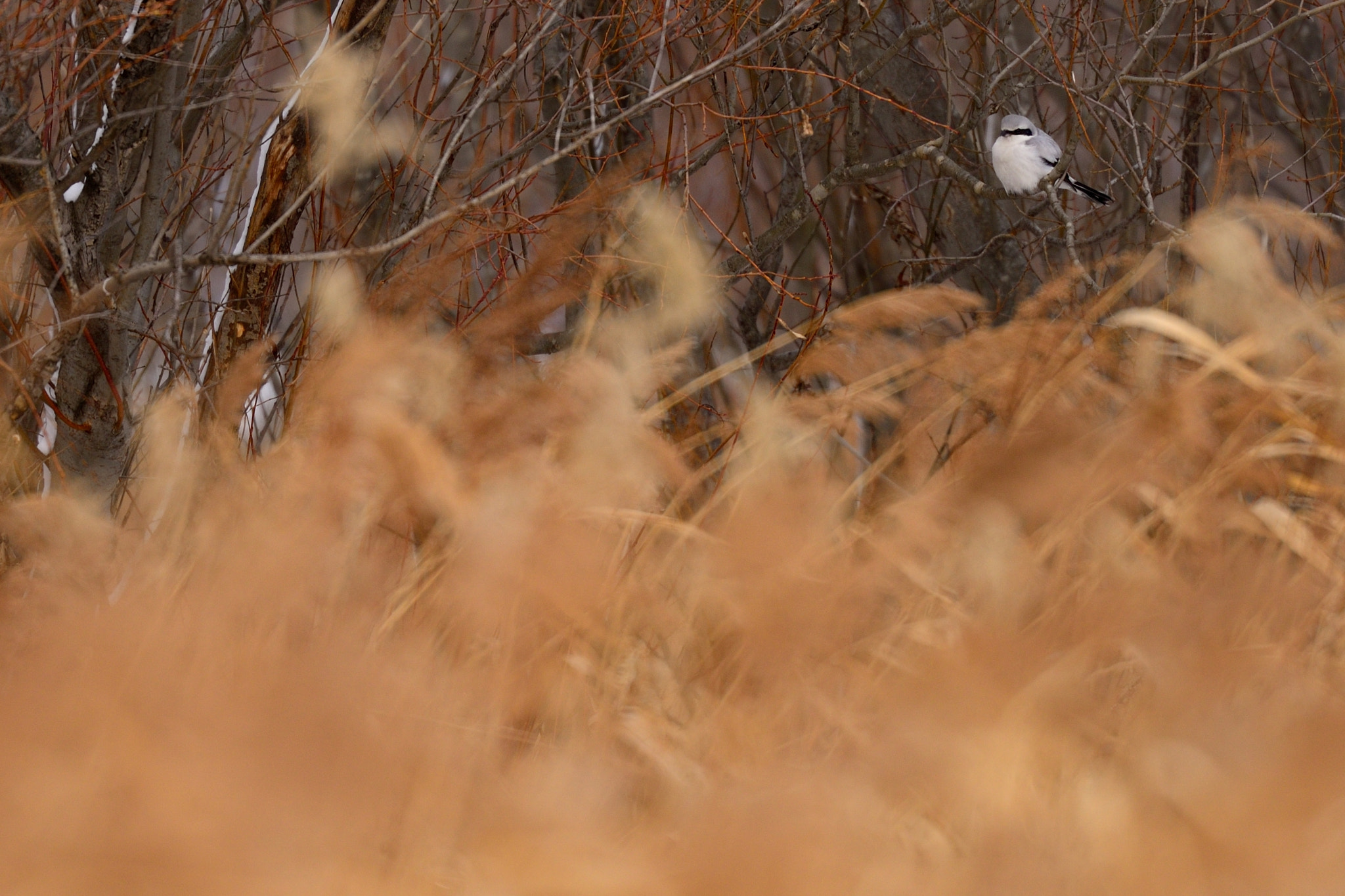 AF-I Nikkor 500mm f/4D IF-ED sample photo. Small hunter photography