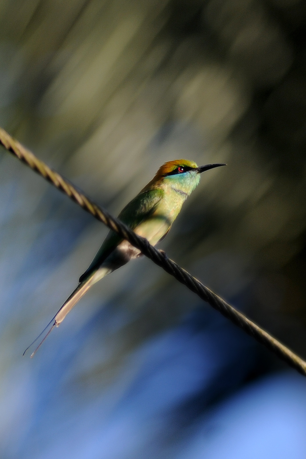 Nikon AF-S Nikkor 300mm F2.8G ED VR II sample photo. Indian bee eater photography