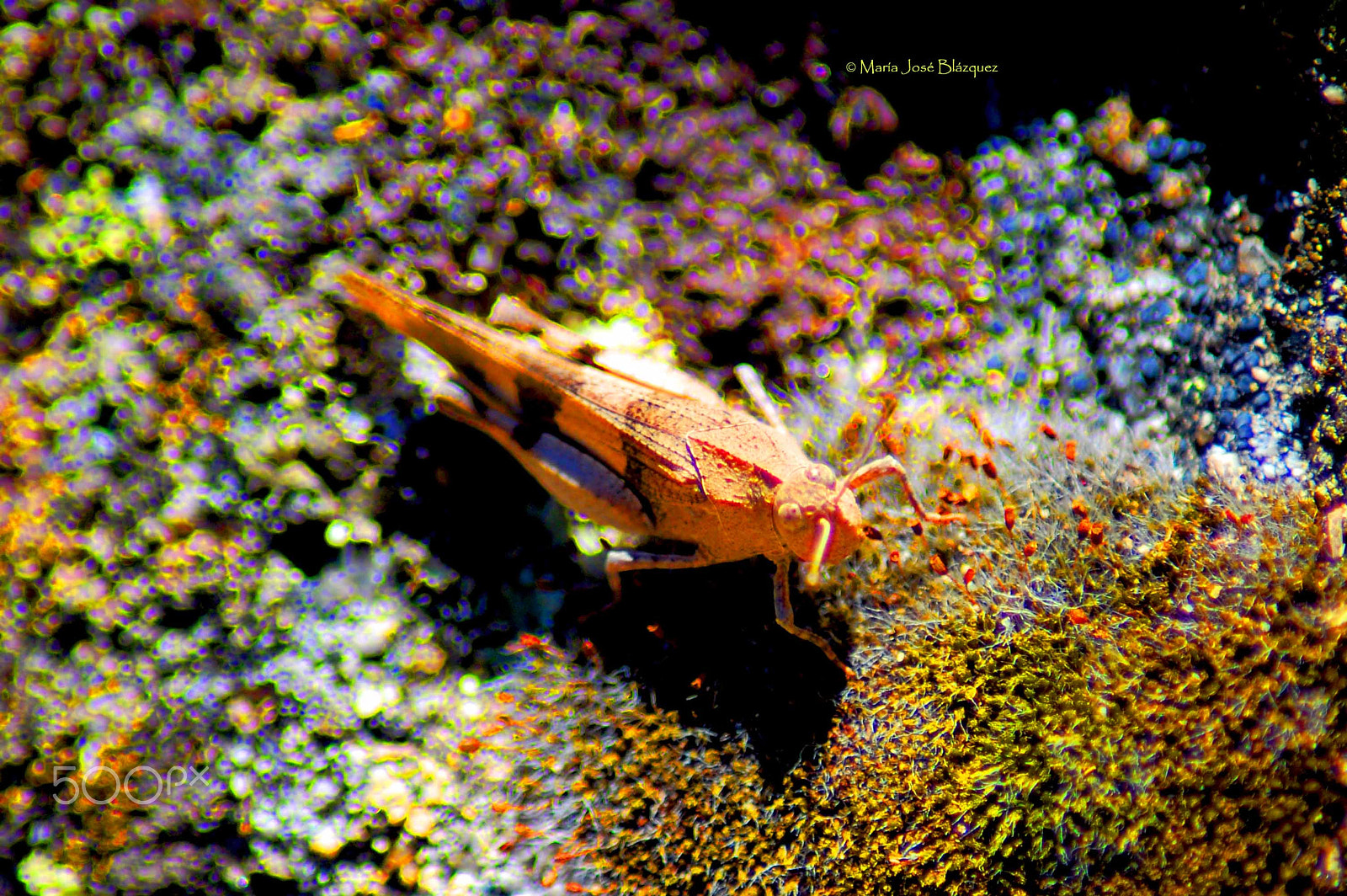 Nikon D40 sample photo. Colors photography