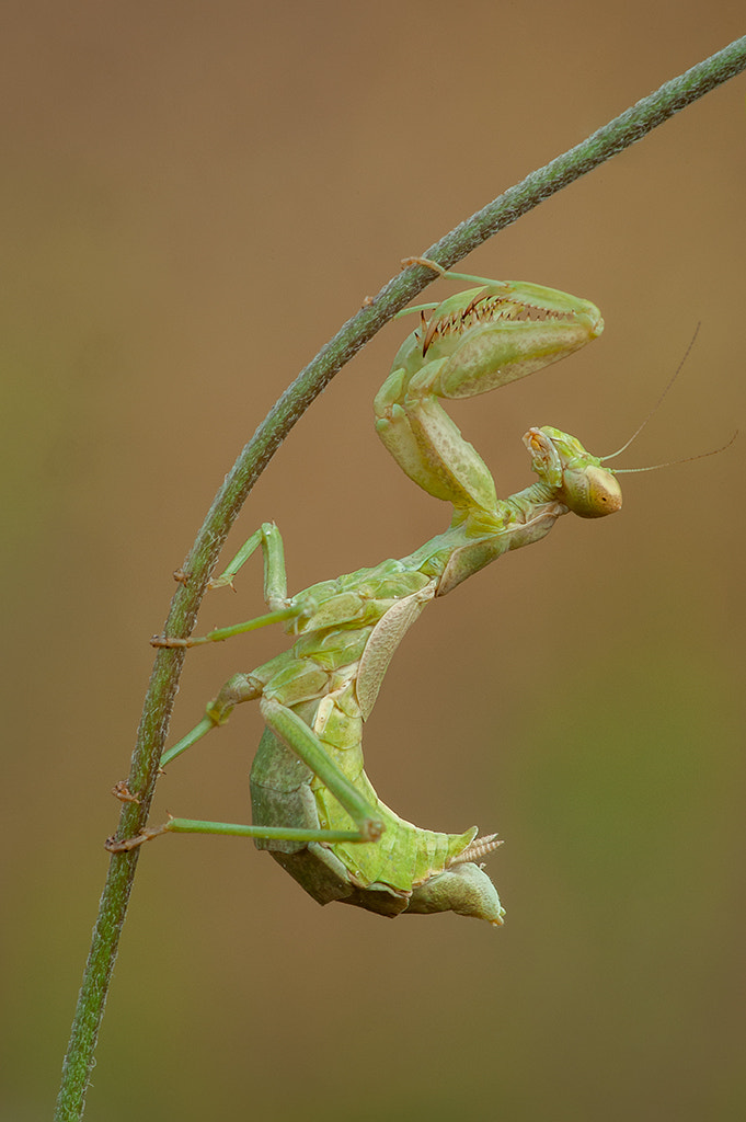 Nikon D700 + Nikon AF Micro-Nikkor 200mm F4D ED-IF sample photo. Ameles spallanzania photography