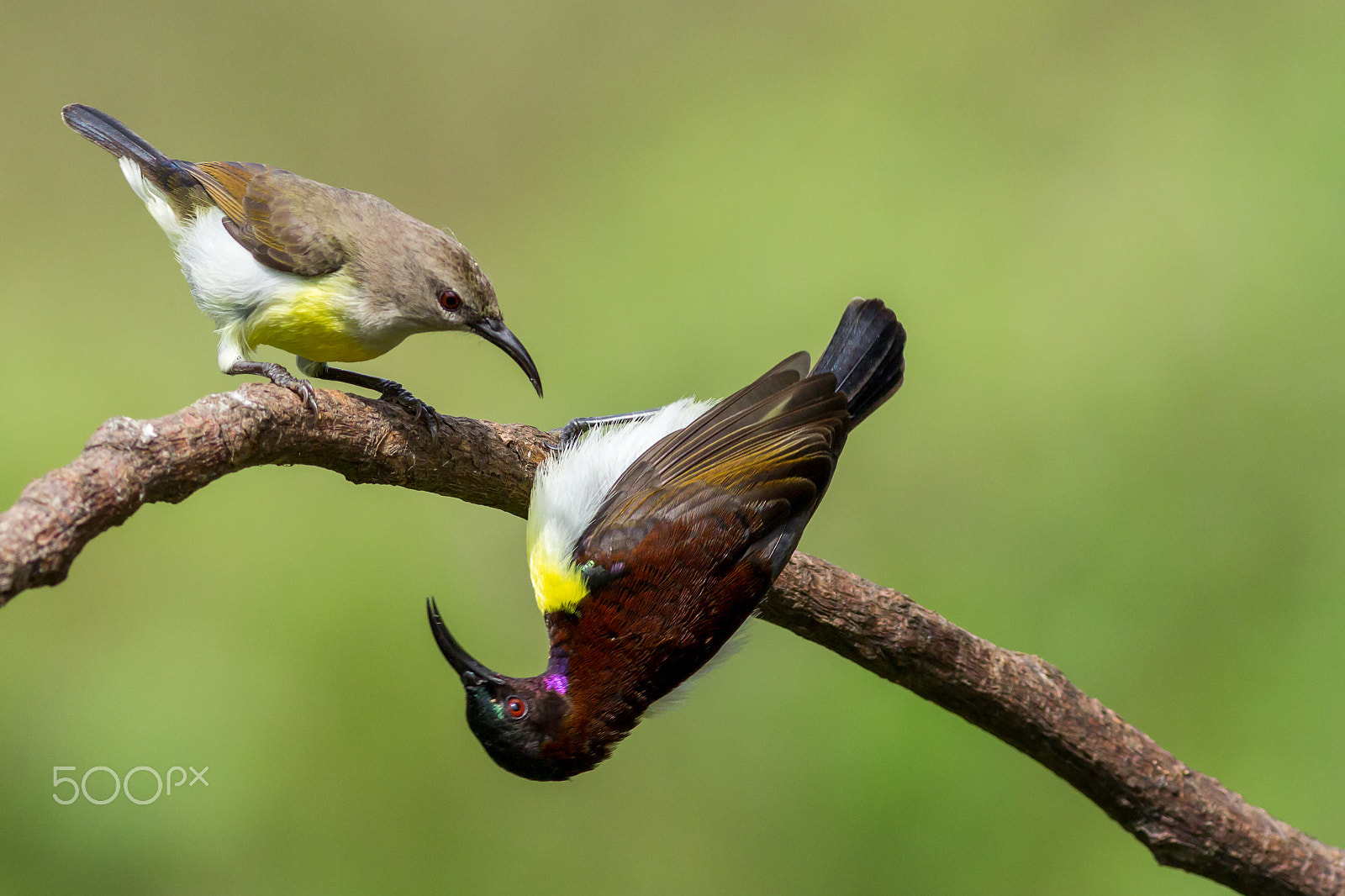 Canon EOS 60D + Canon EF 400mm F5.6L USM sample photo. Who's the boss? photography