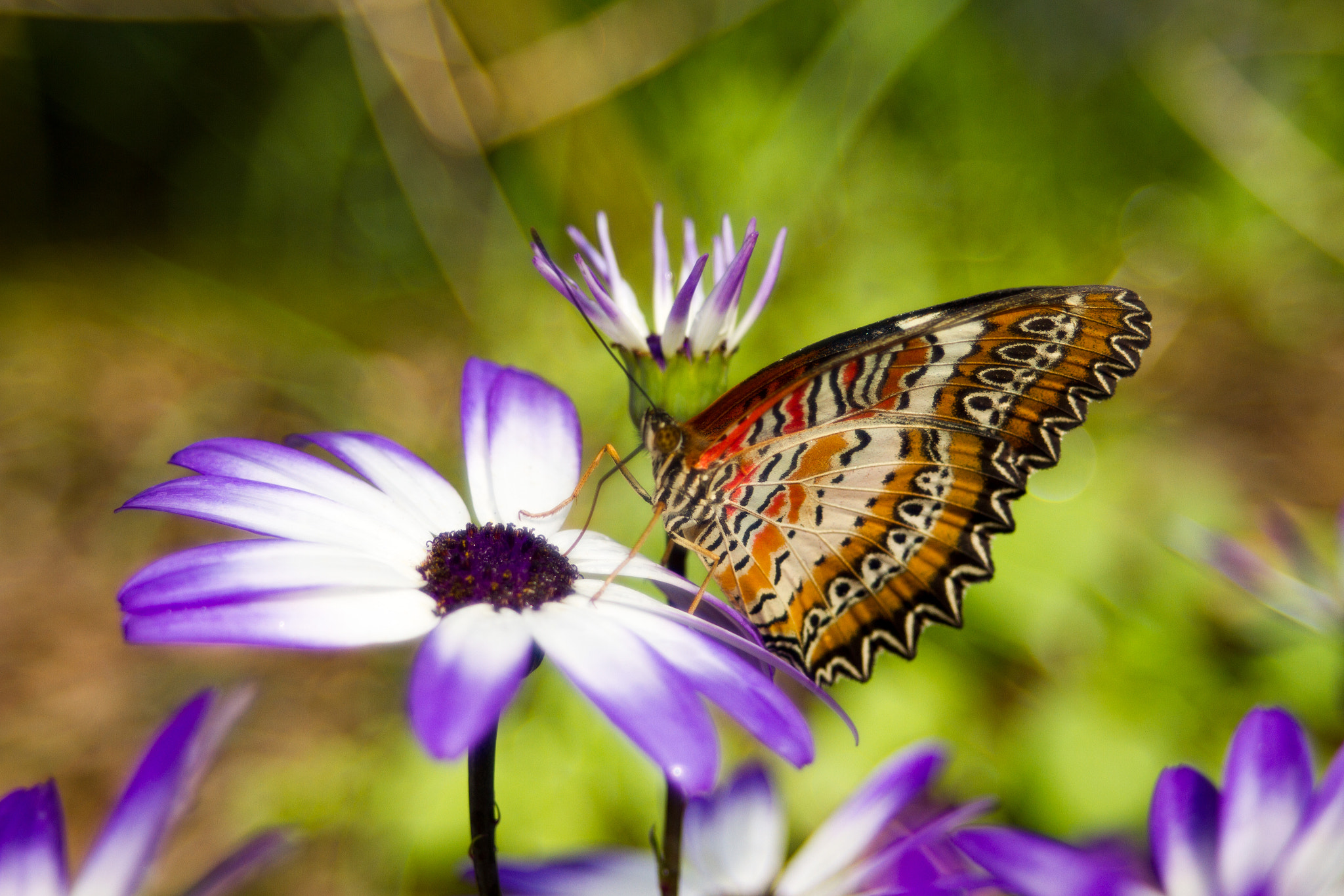 Canon EF 28-70mm f/3.5-4.5 sample photo. $ photography